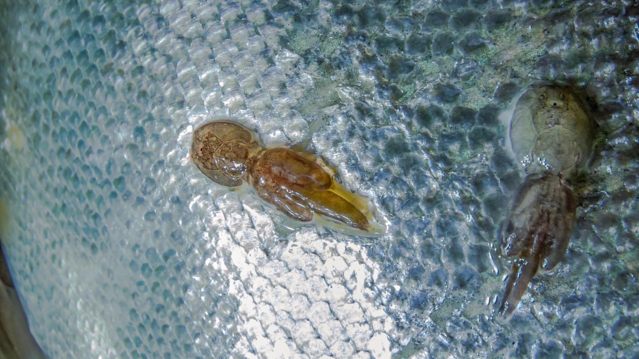 Parasitic sea lice attached to the skin of a salmon