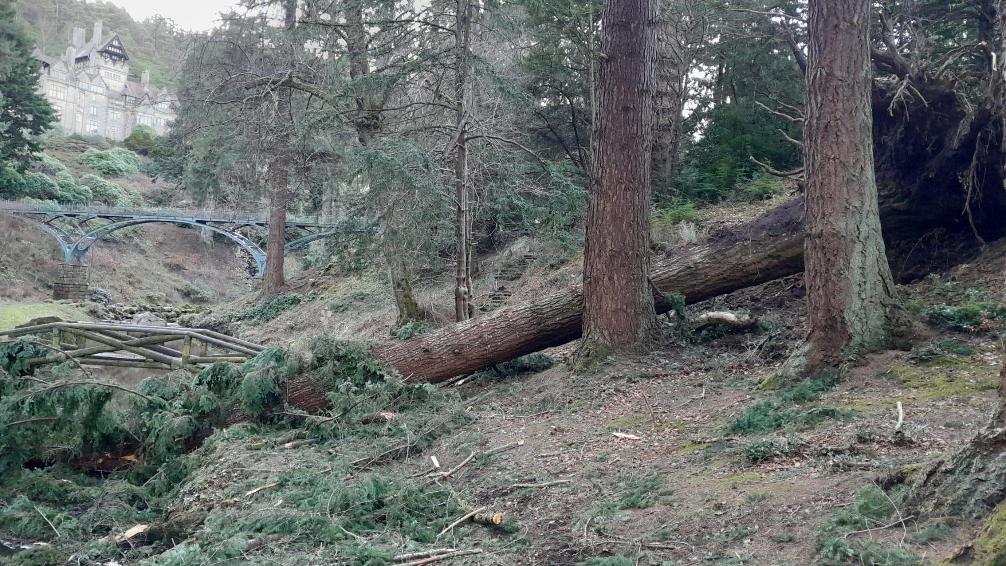 The Douglas fir lying on the ground. Its roots have turn up the earth to the right of the picture. Its leaves are lying in the stream to the left. A small wooden bridge and the Iron Bridge can be seen in the distance.