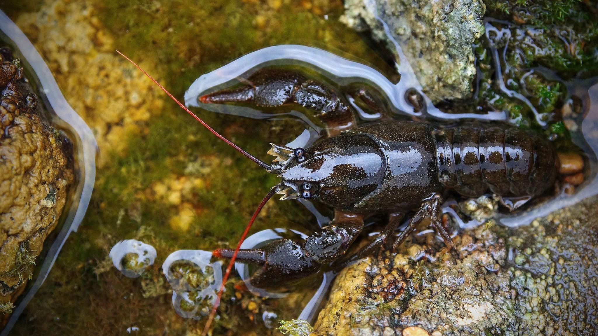 A white-clawed crayfish sits on a rock in the water. It has bright red antenna and red tips on its claws.