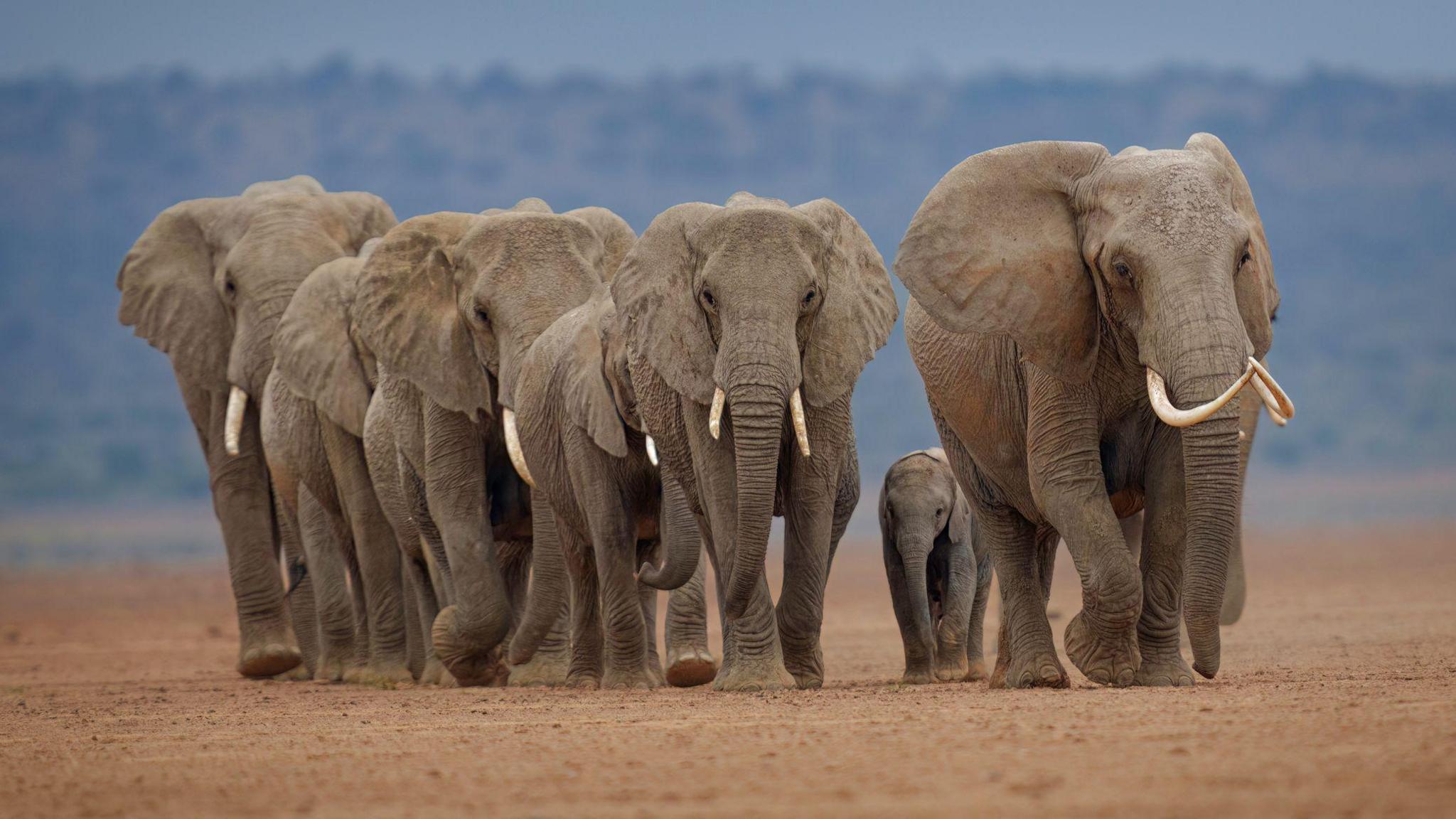 Seven elephants walking together.