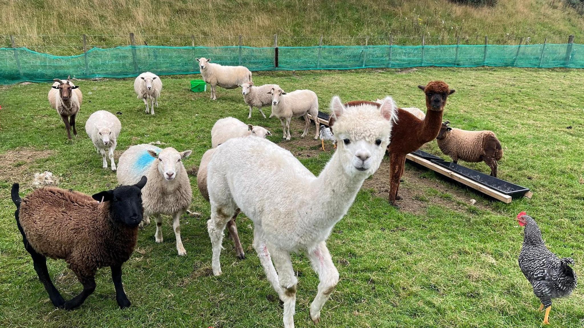 A white alpaca looks at the camera, while several sheep stand in the background, and a hen is in the foreground