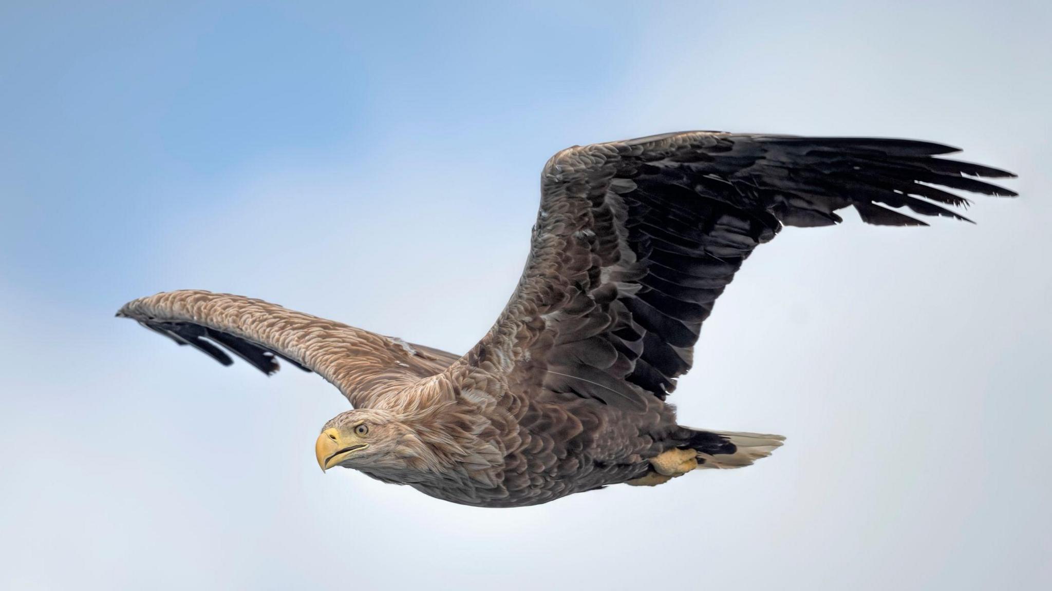 A white-tailed eagle is flying in a white sky with its wings above its body.