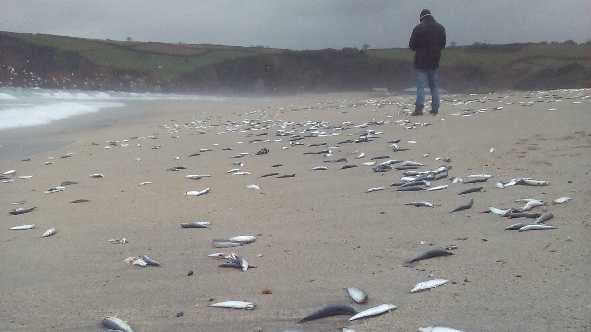 Dead fish on Pentewan Sands