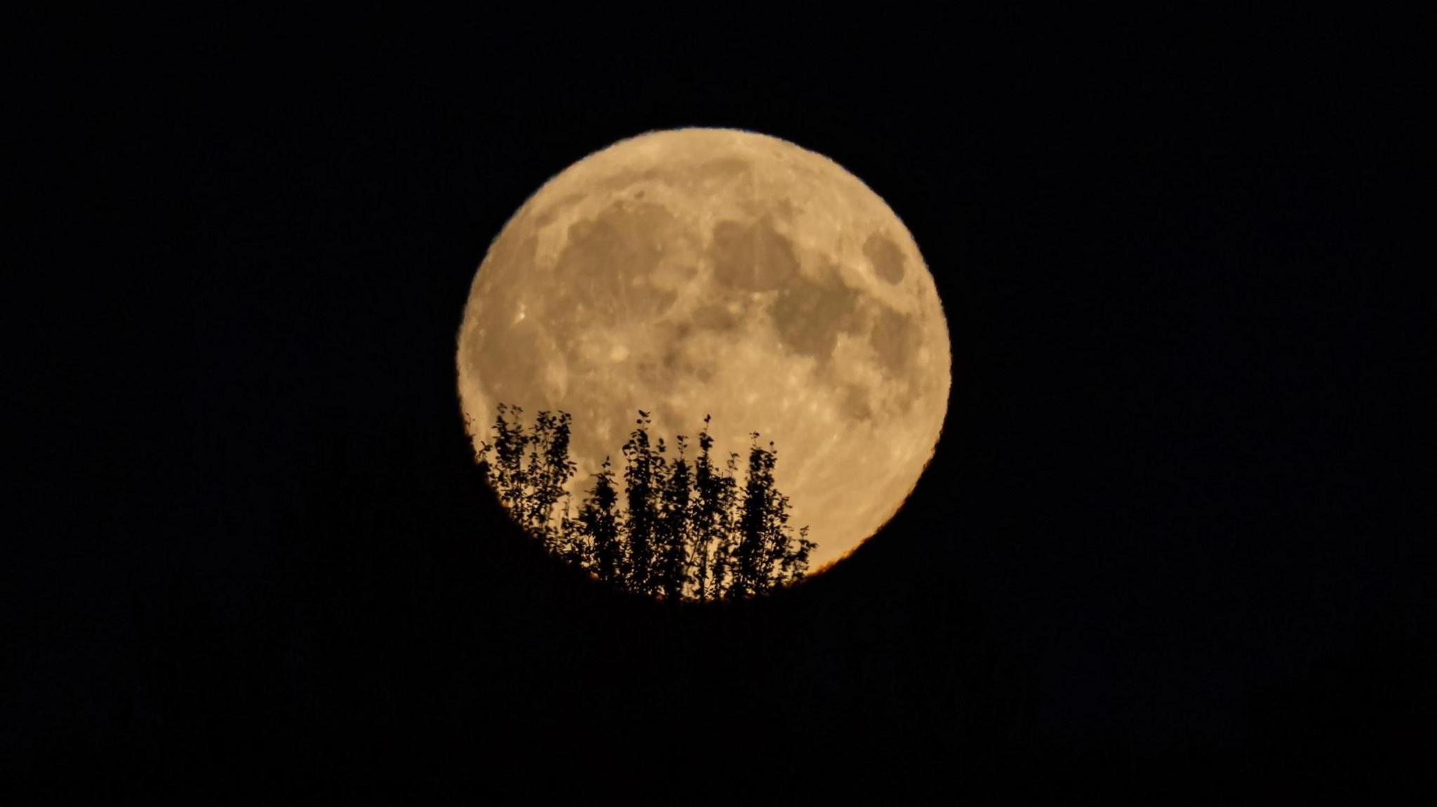 A dark yellow moon in the black night sky. The shadow of a tree can be seen in the bottom half of the moon