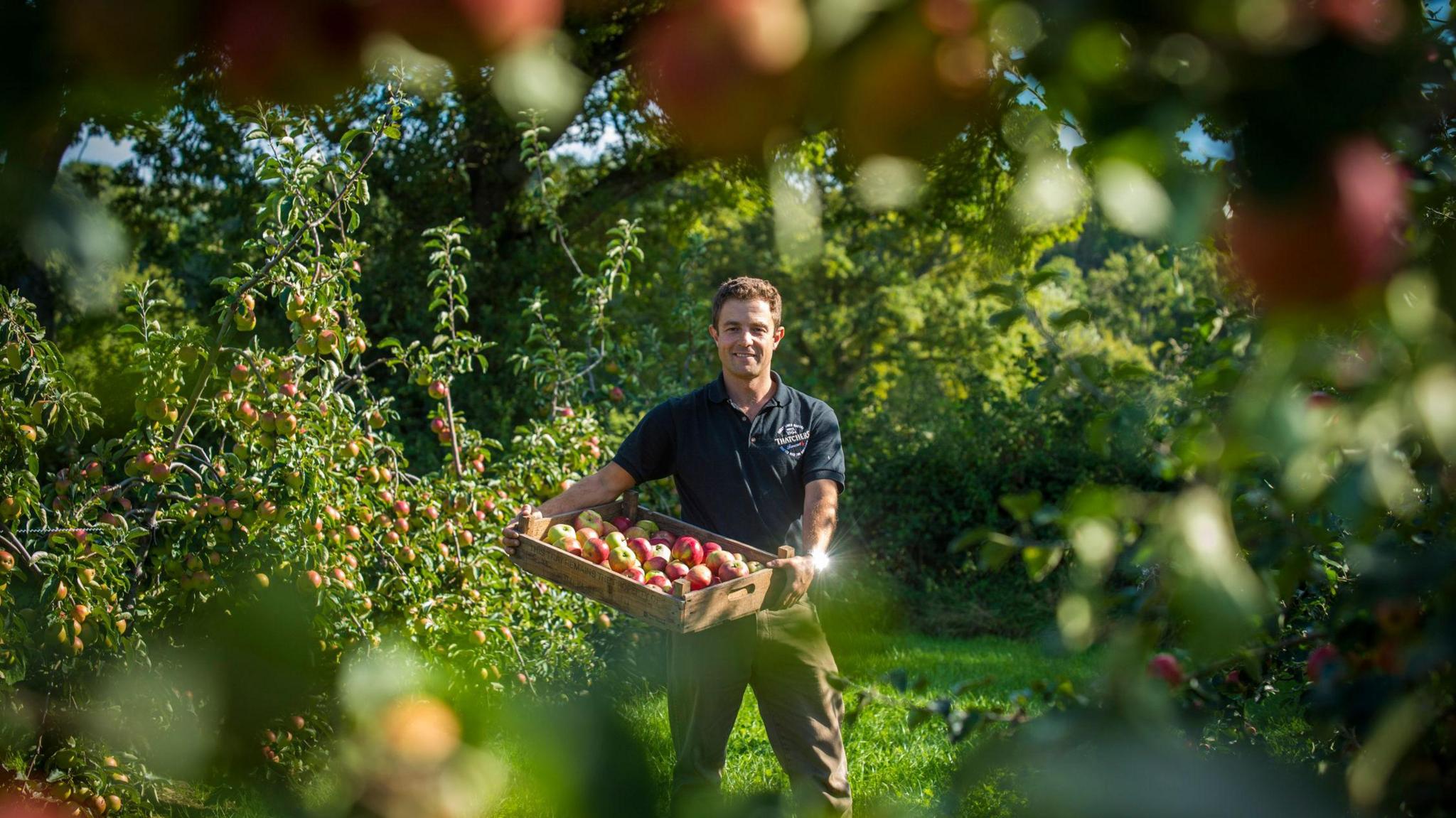 Chris Muntz-Torres stands between green trees in an orchard, holding a wooden tray with many apples on it. He wears a navy work t-shirt with the Thatcher's logo on it.