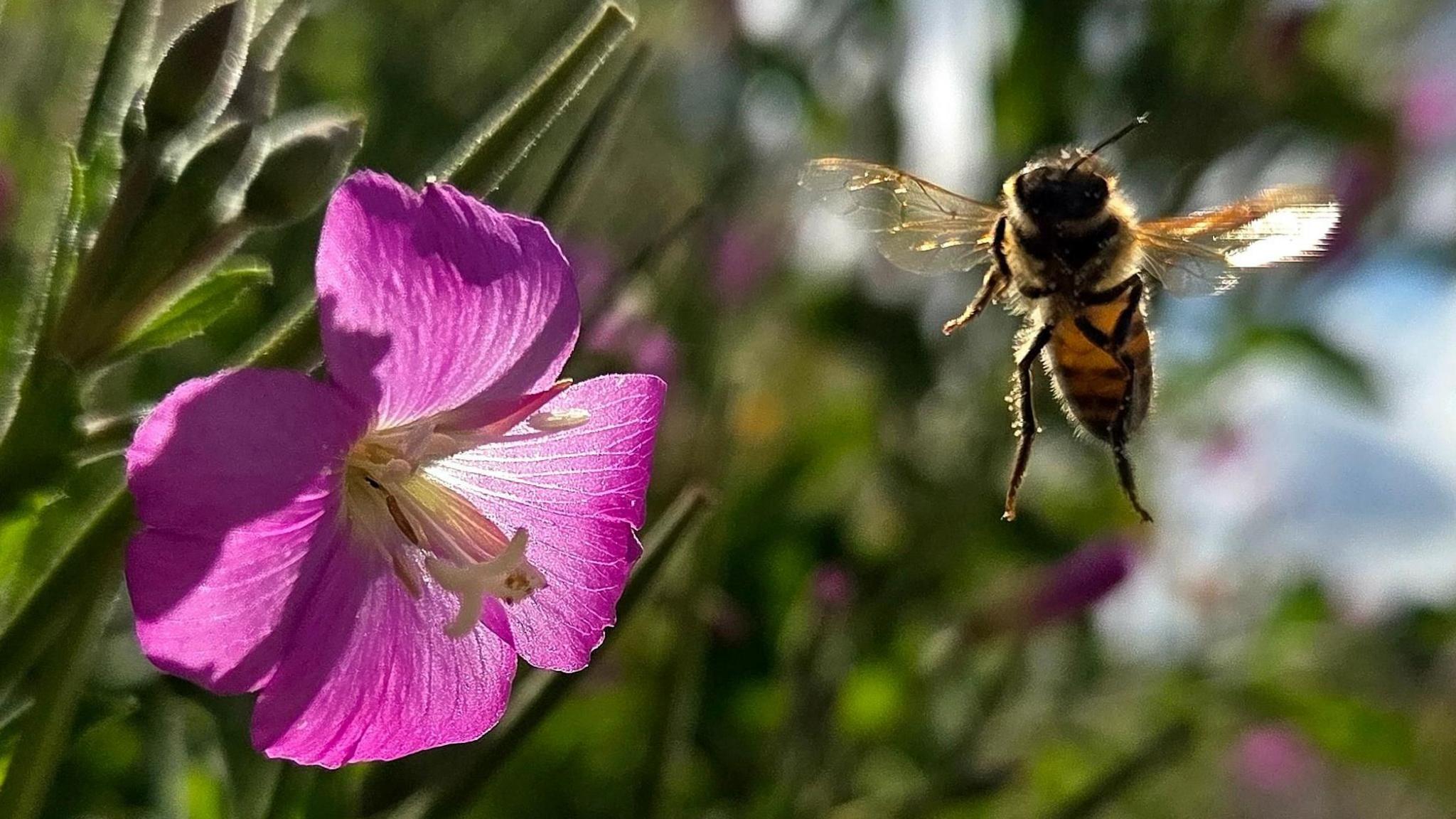 A bee is in mid-flight heading towards a bright pink flower with white stamen. The blurred background shows more pink blooms among the greenery. The Sun is shining through the flower petals and the bee's wings.
