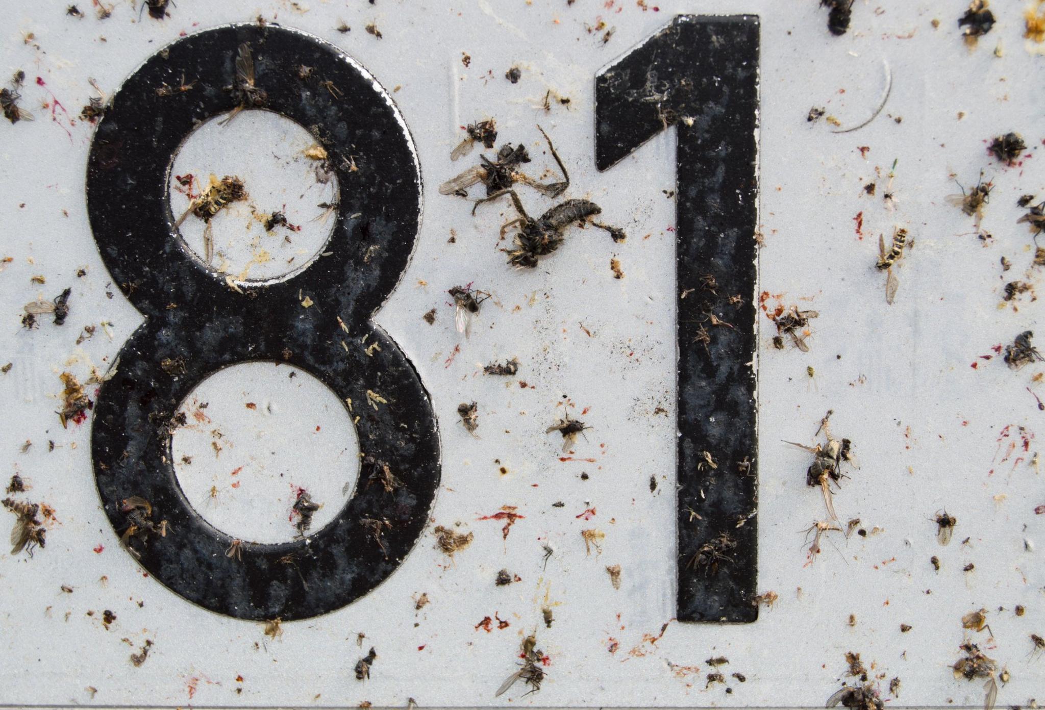 bugs-on-number-plate.