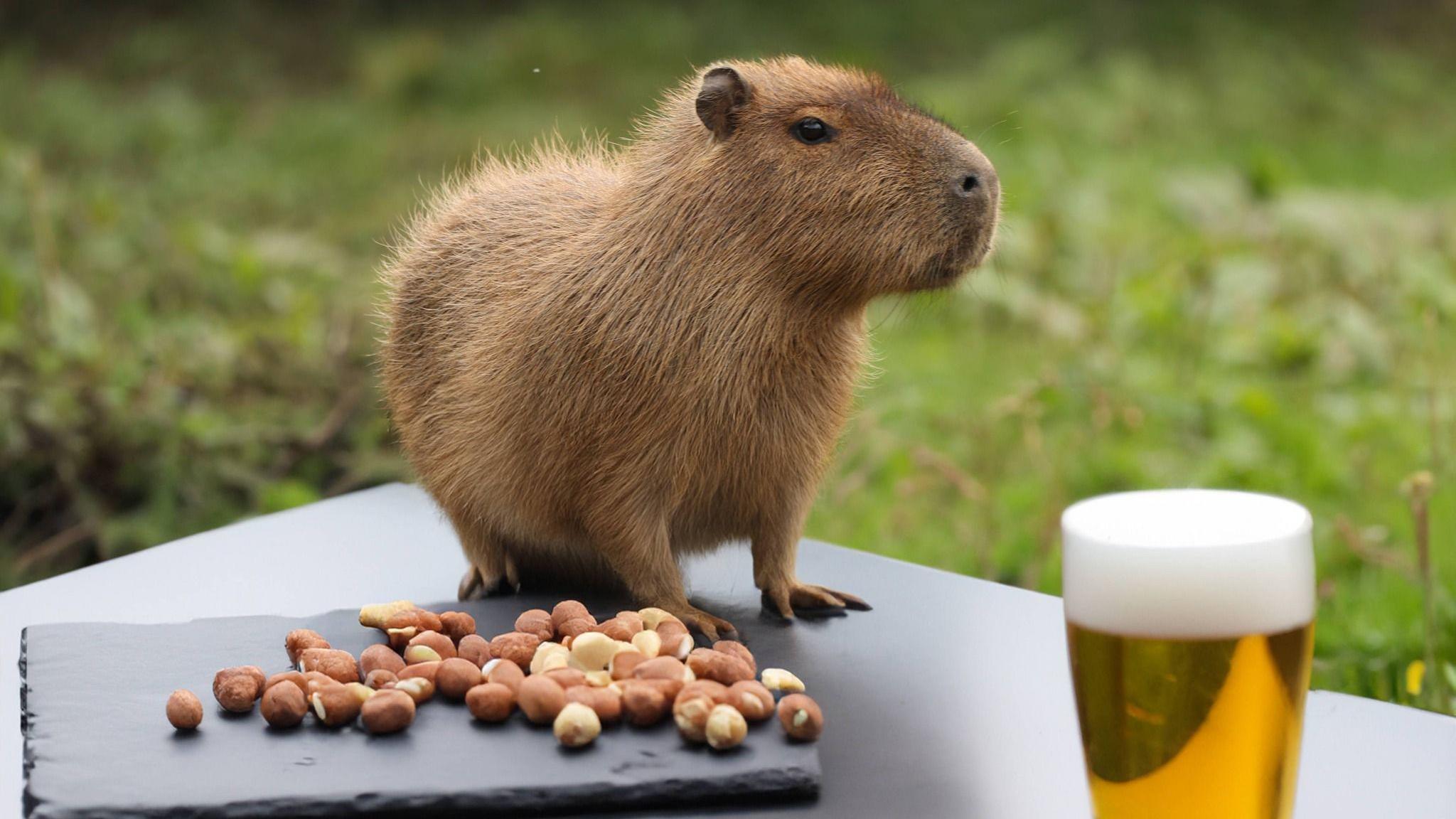 A capybara on a table with nuts and a pint of beer 