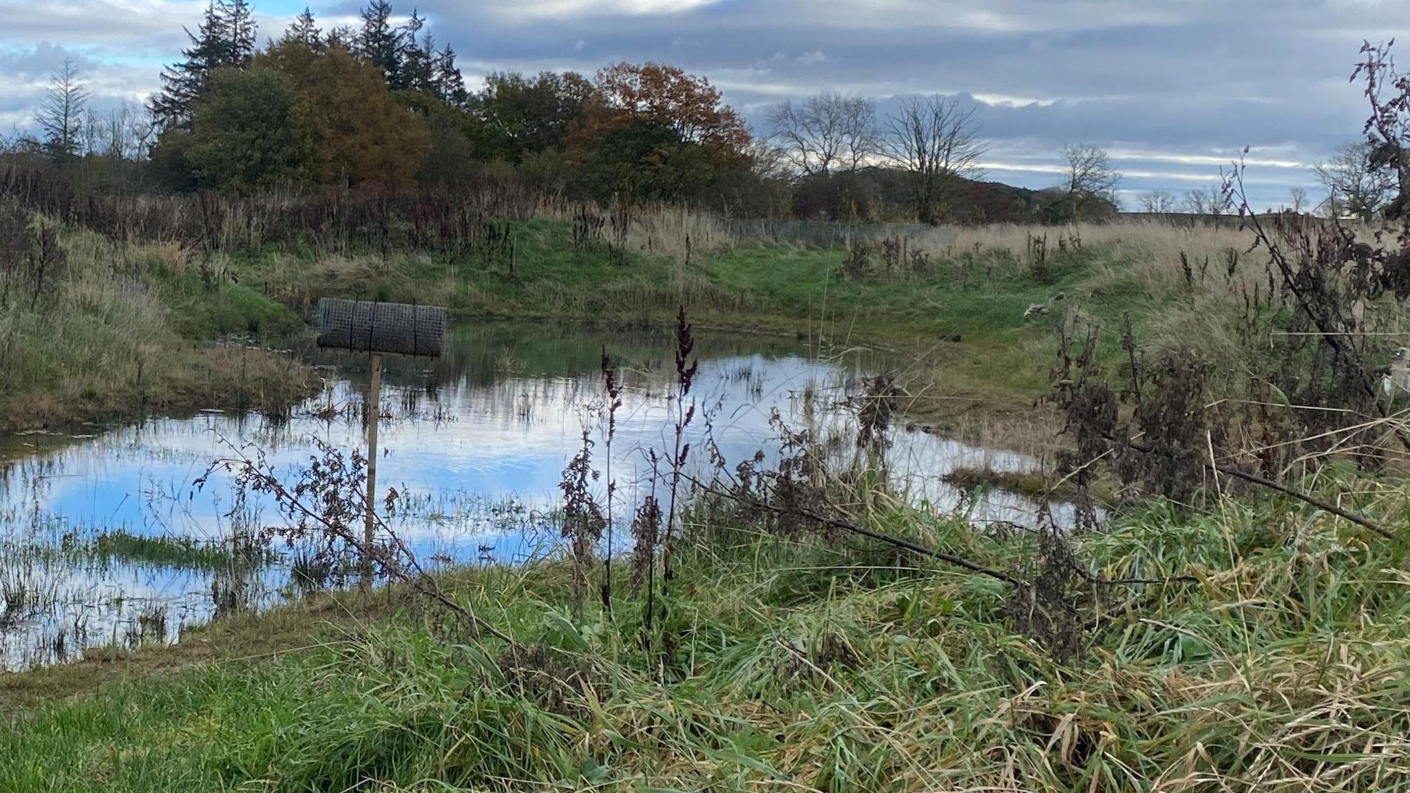 A pond is surrounded by trees and grass under a grey sky.  