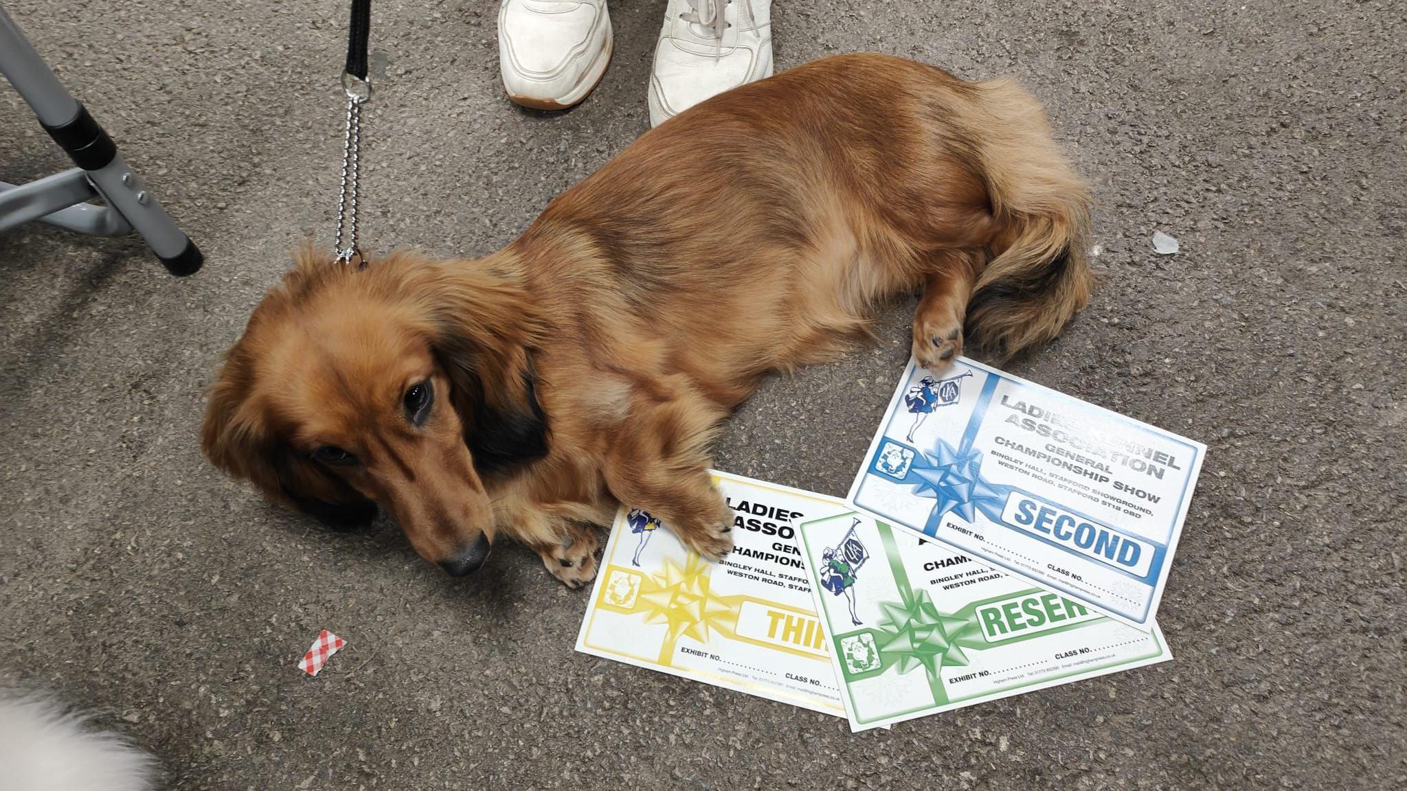 Swansford Priyankadora the dachshund is lying on a carpeted floor next to three cetificates she won at a dog show. 