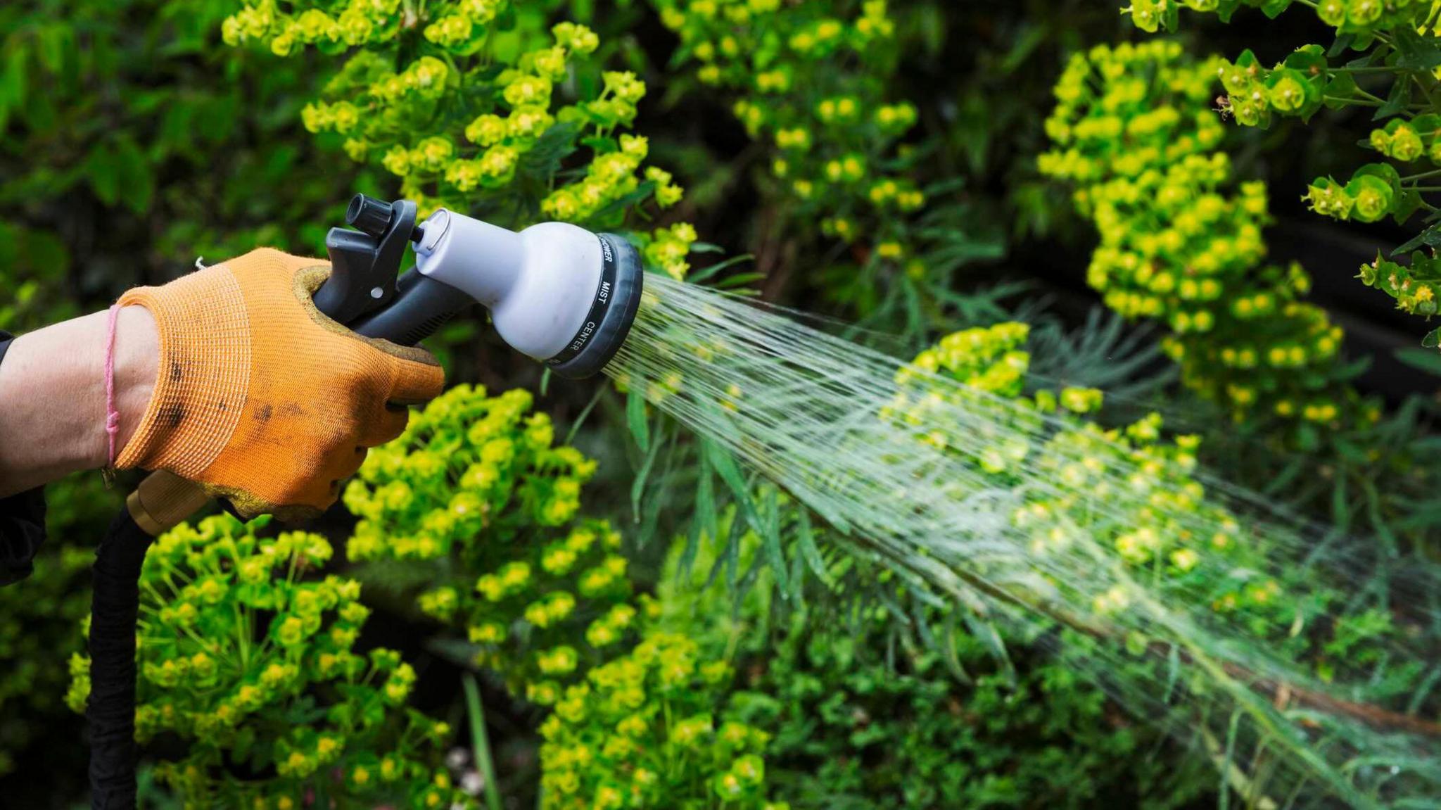 A gardener watering plants in a flowerbed using a water hose. You can see a hand wearing an orange glove.
