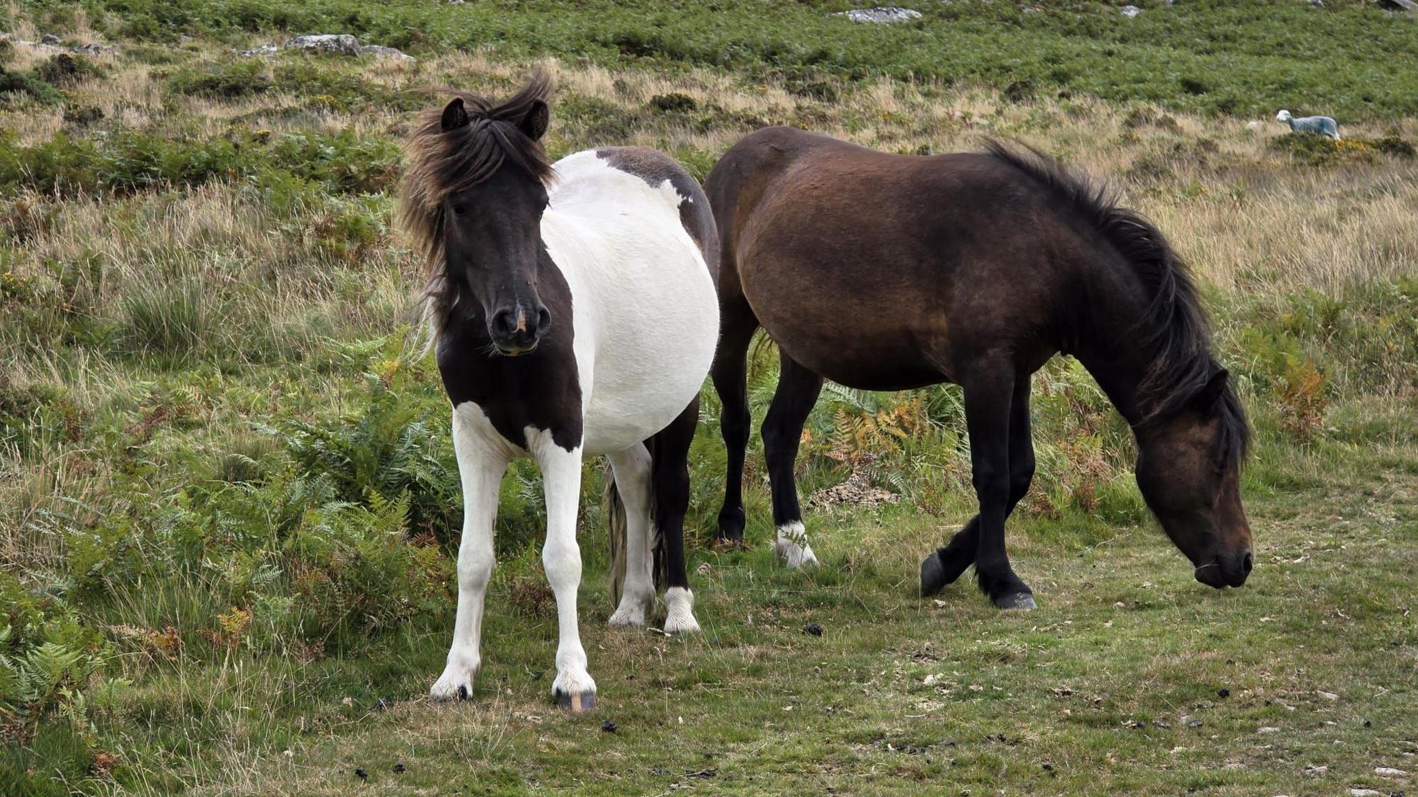 Two horses graze on grass on Dartmoor. One of the horses is brown. The other has a brown head and rear left leg, but the rest of its body is white.
