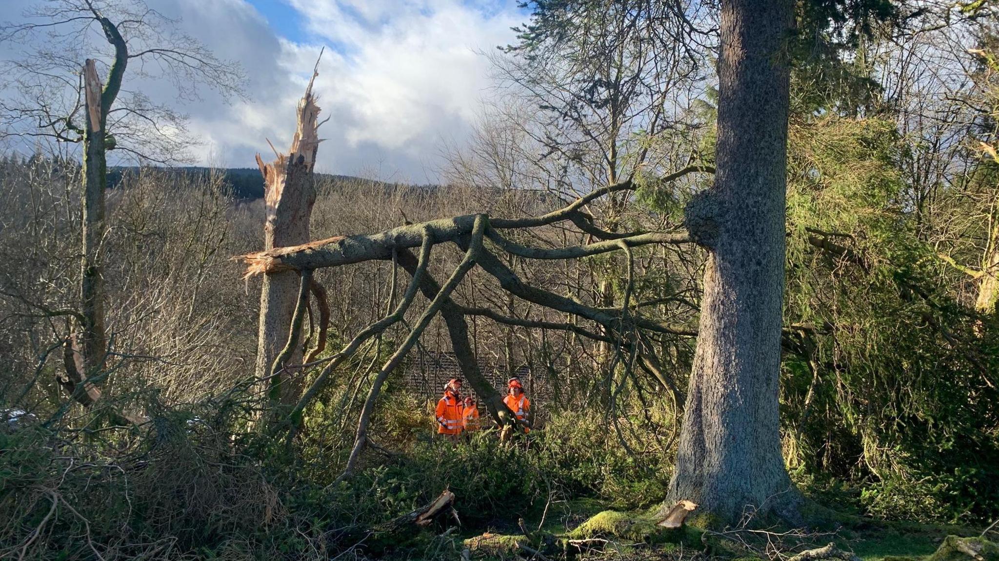 A team of rangers wearing hi-vis jackets stand looking at a tree which is hanging in the air after splitting from the trunk.