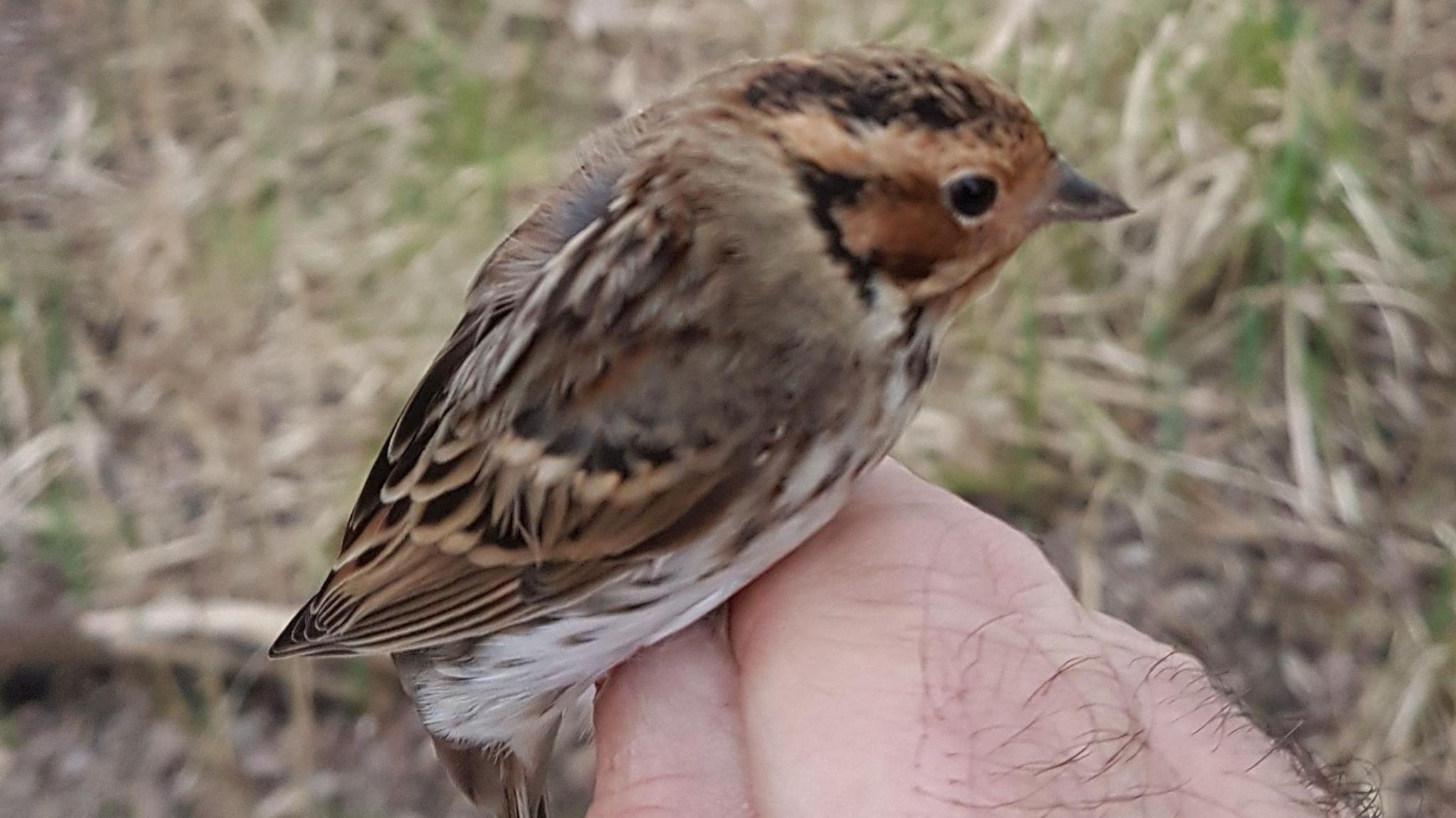 A Little Bunting bird spottted in Stanborough Reedmarsh Nature Reserve, Hertfordshire