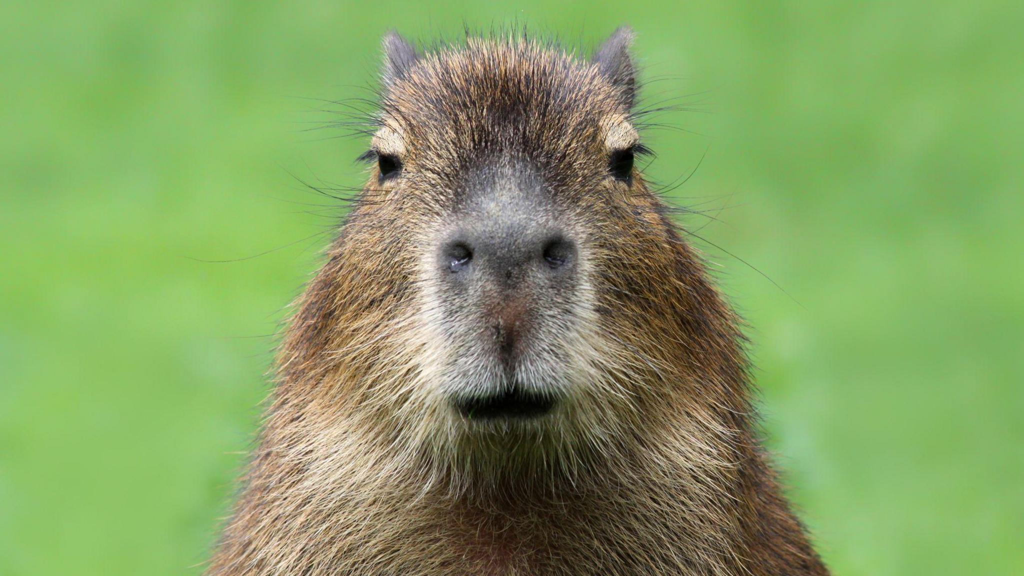a capybara looking at the camera face-on with a green out of focus background