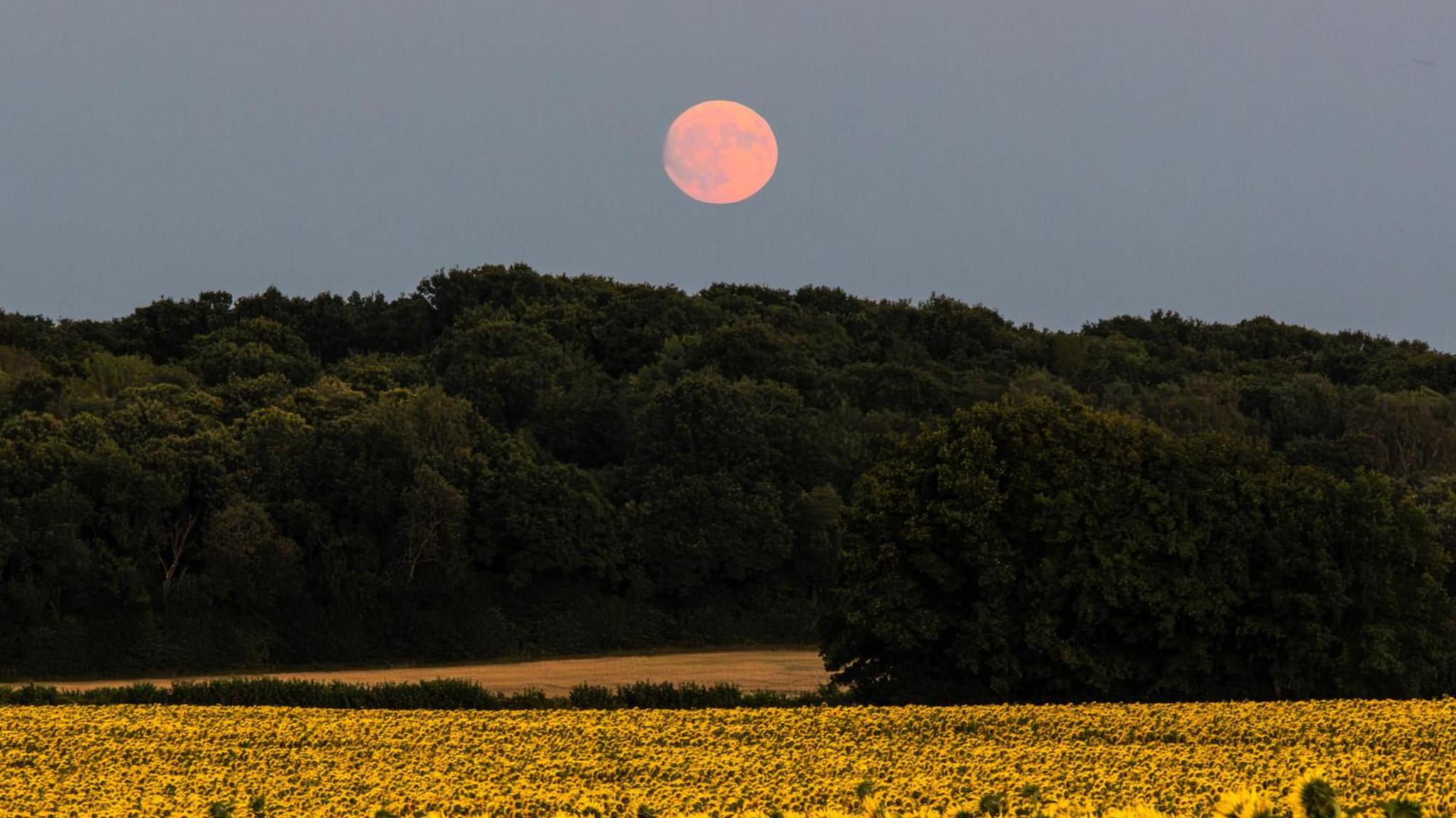 The moon above a forest, with sunflowers in the foreground.