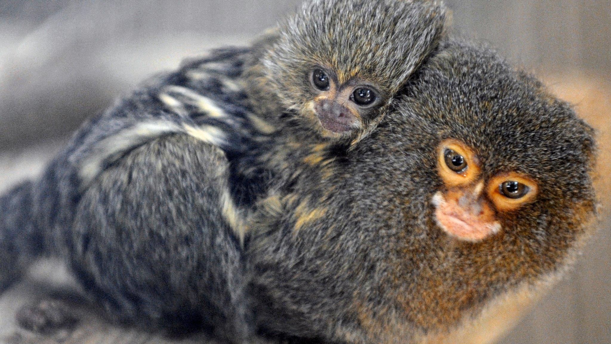 Marmoset carrying baby