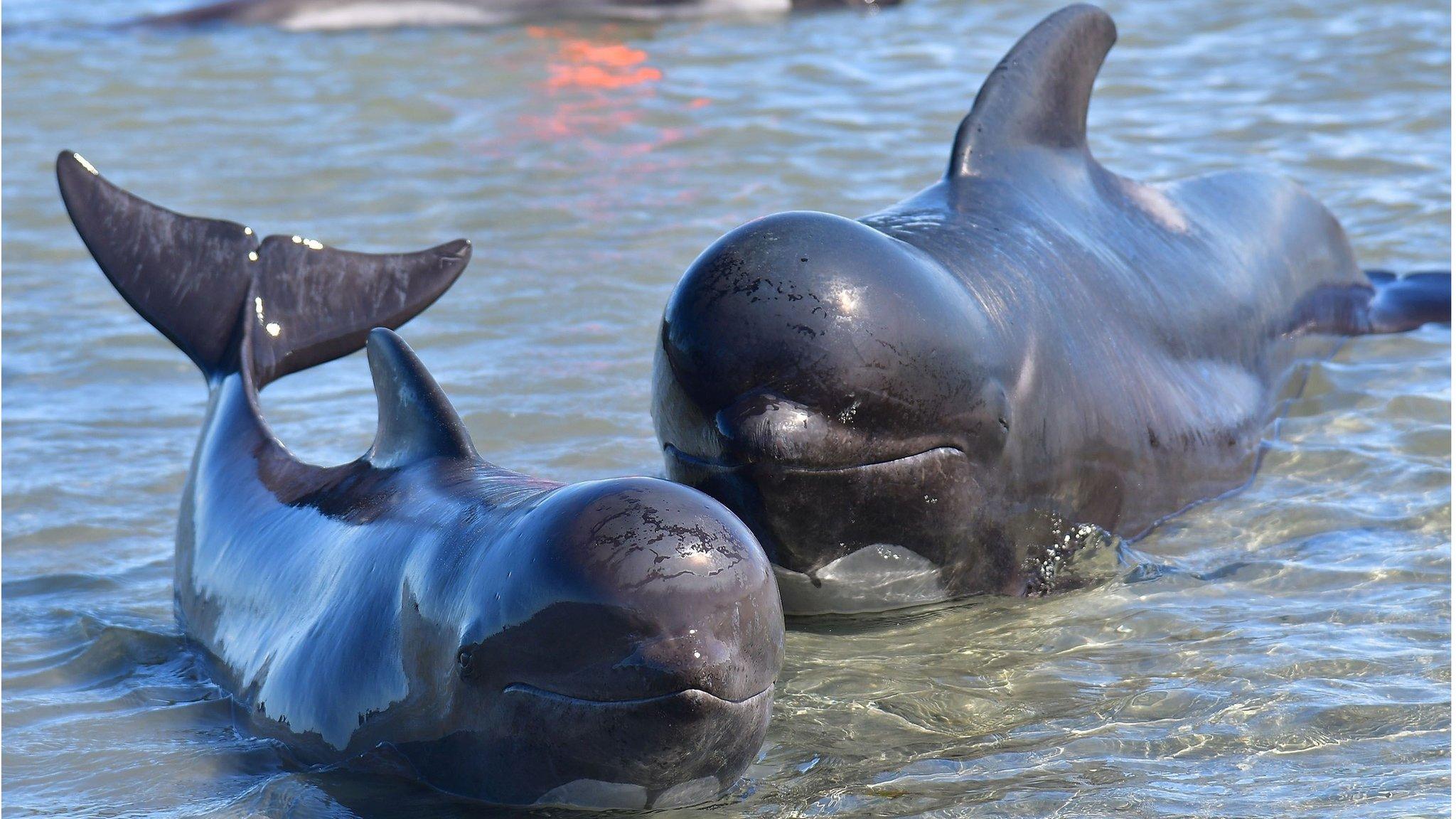 A pilot whale mother and calf lie in shallow waters during a mass stranding at Farewell Spit on February 11, 2017.