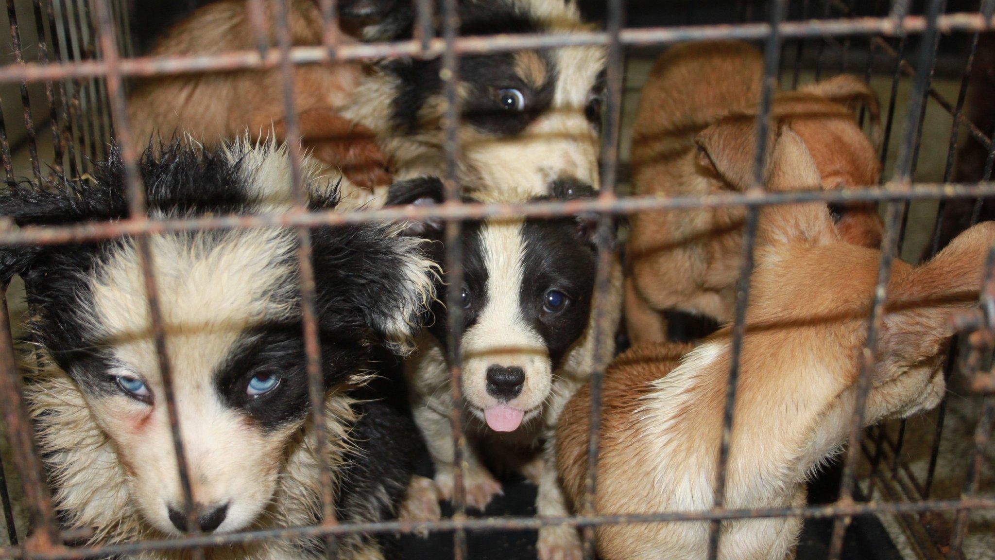 Rescued puppies