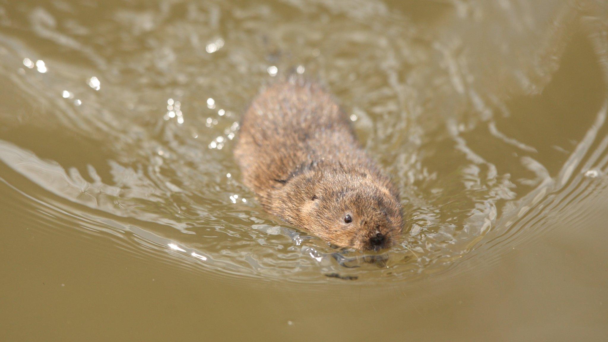 Water vole swimming