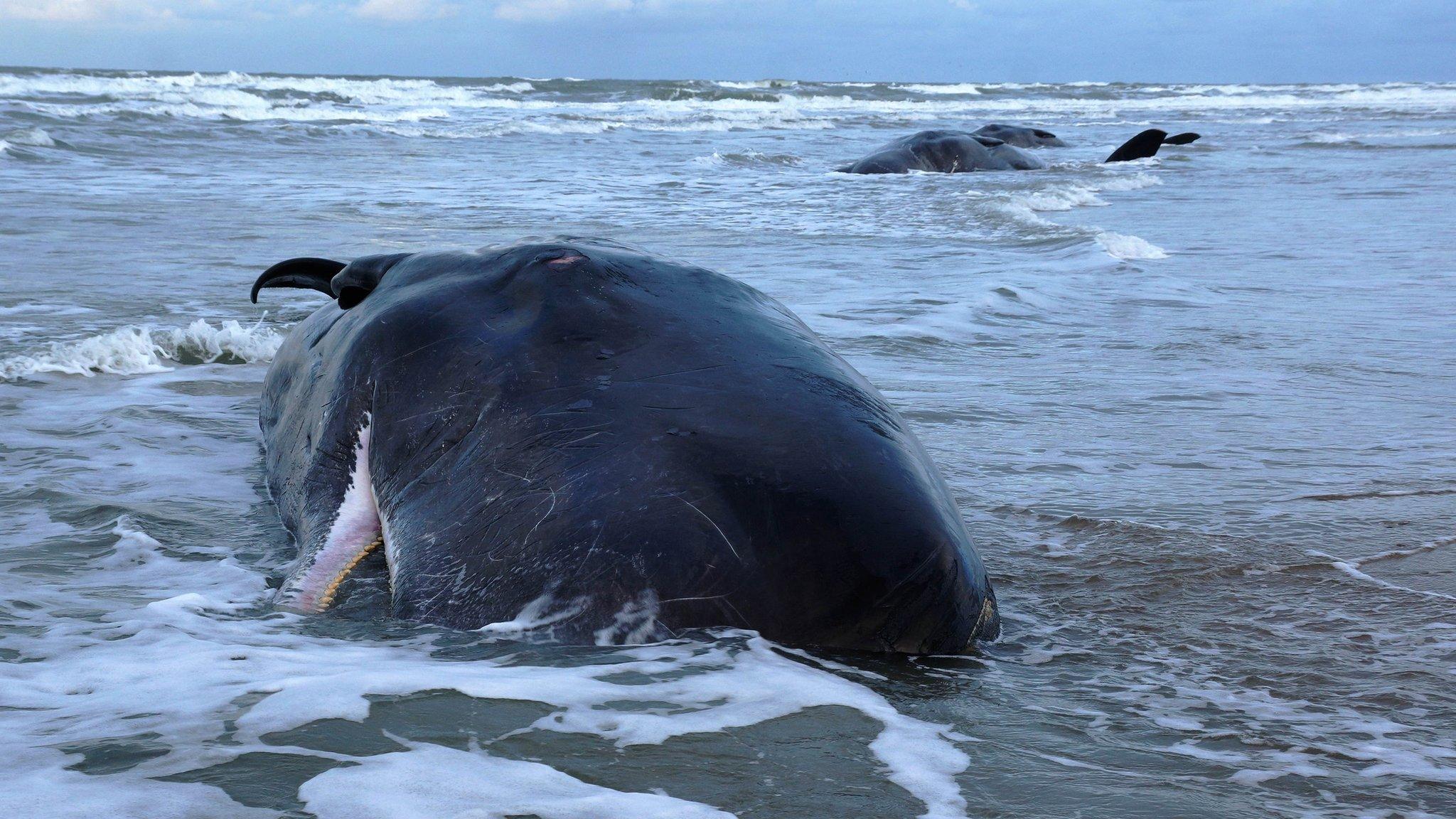 Sperm whales stranding