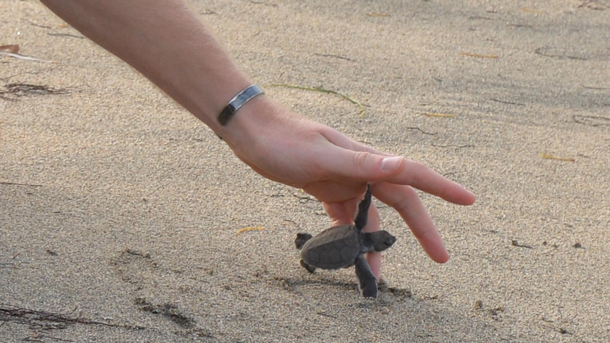 Baby green sea turtle