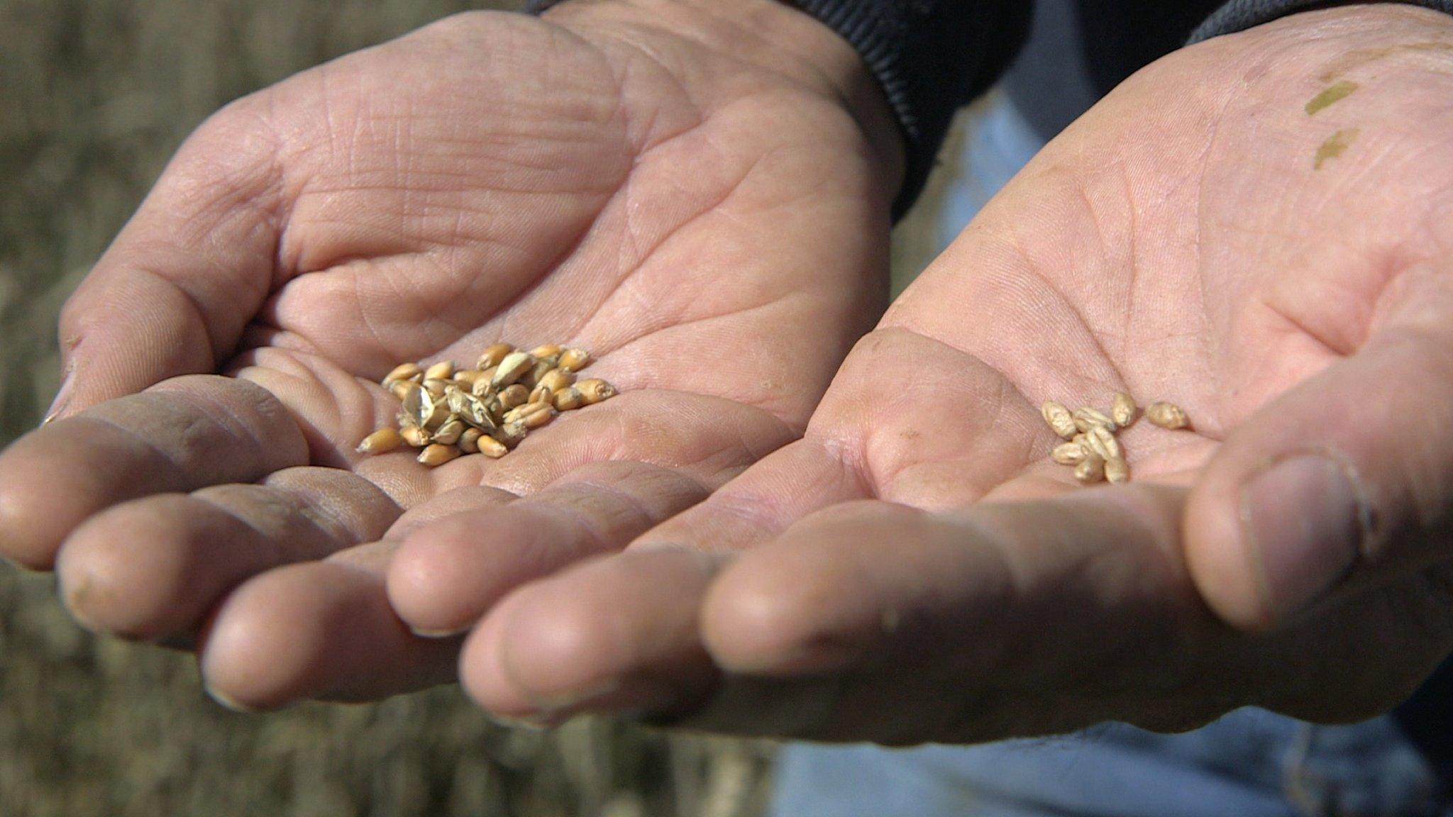 Sébastien Neveux holding grains of wheat