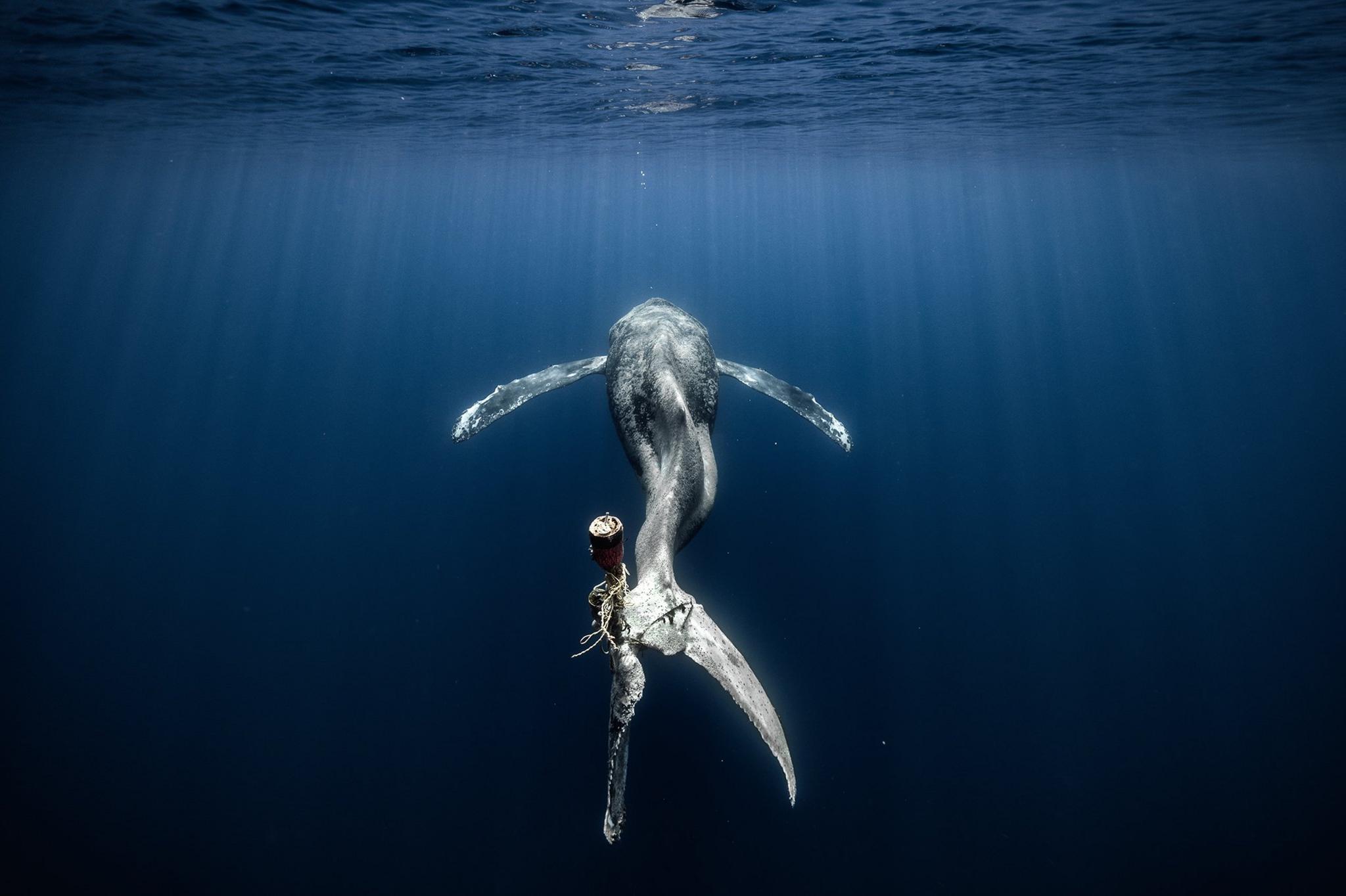 A whale swims while it's tail is entangled on ocean rubbish.