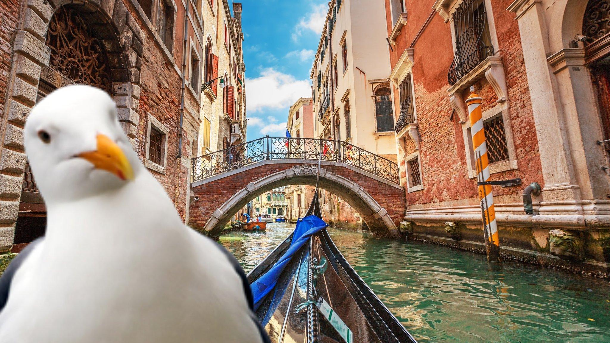 seagull in venice