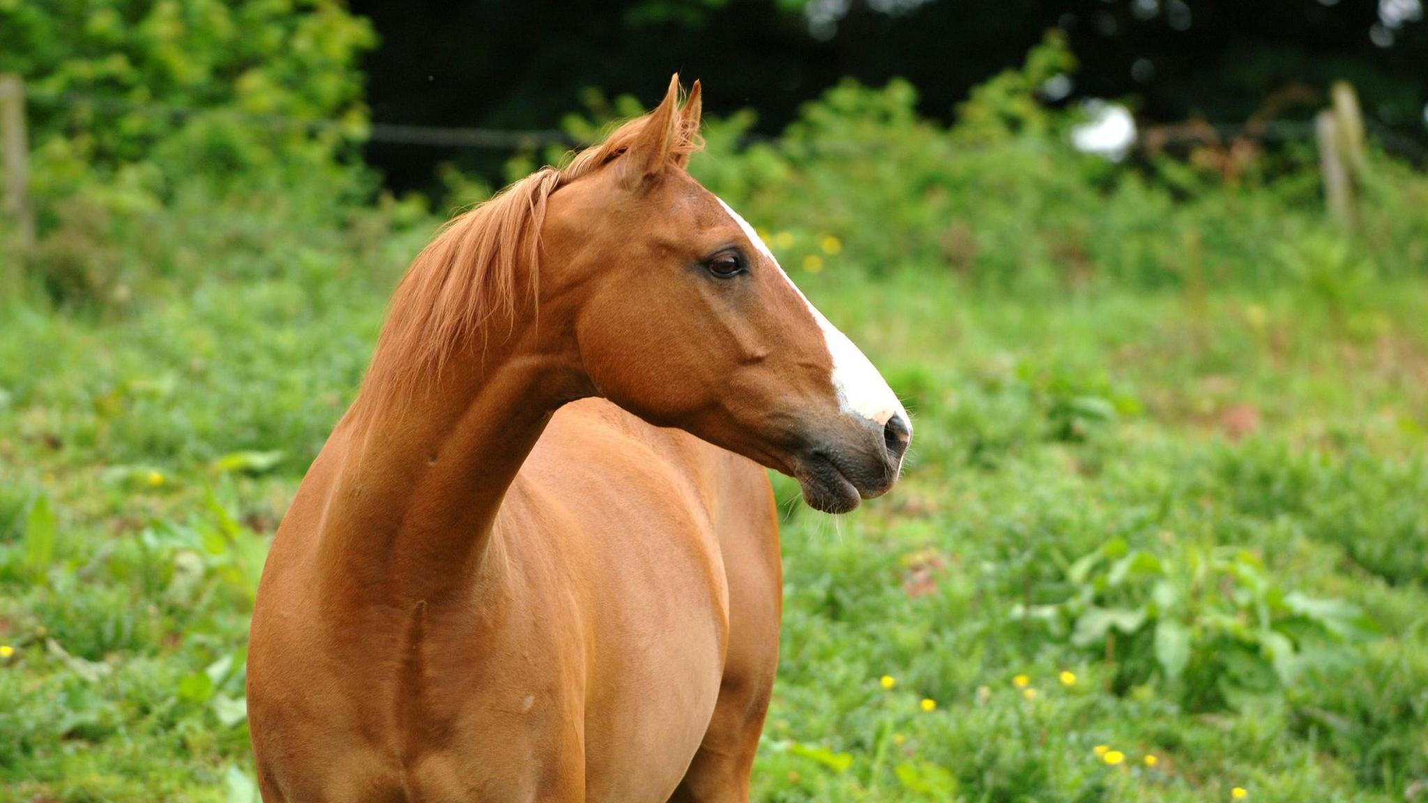 Brown horse with a white patch on its nose stands in a field of green