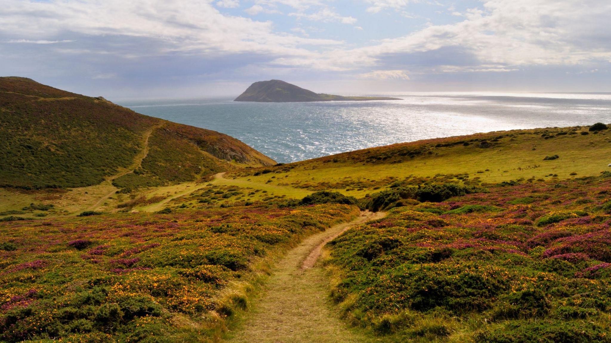 A field of gorse and heather with a track down the middle of it, leading to the sea which is glistening on a sunny day. In the distance is an island.