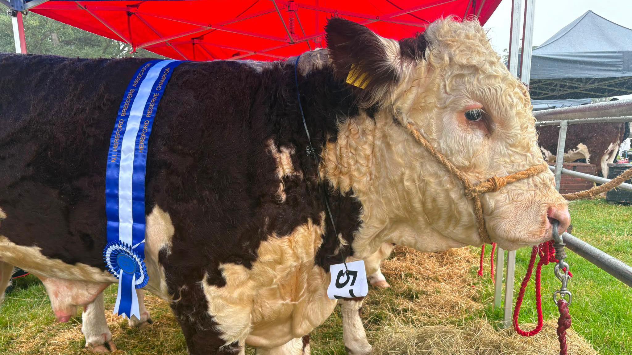 A white and brown side profile of a cow