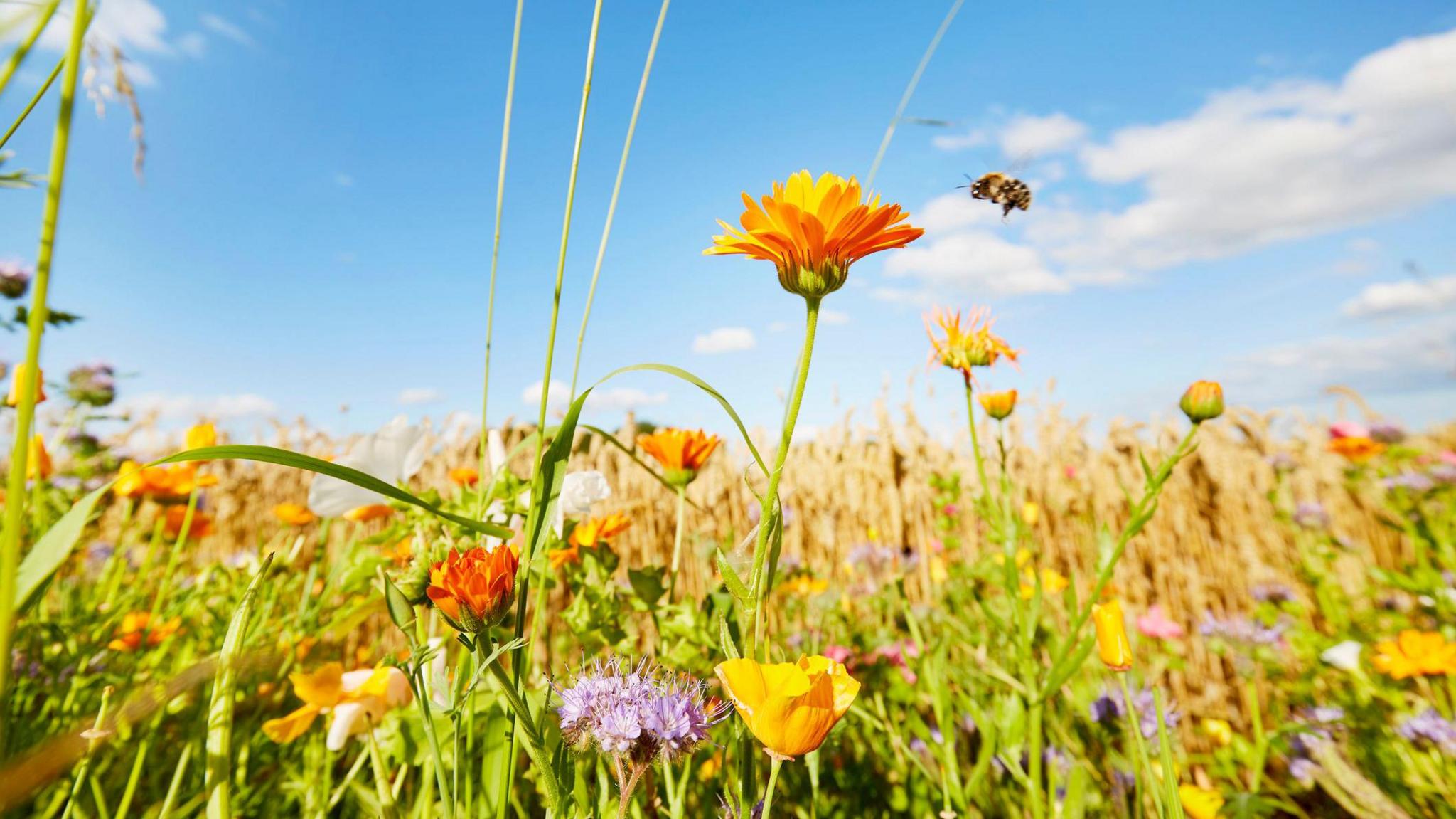 Colorful flowers and flying bumblebee at the edge of a field against sky in summer, rural scene