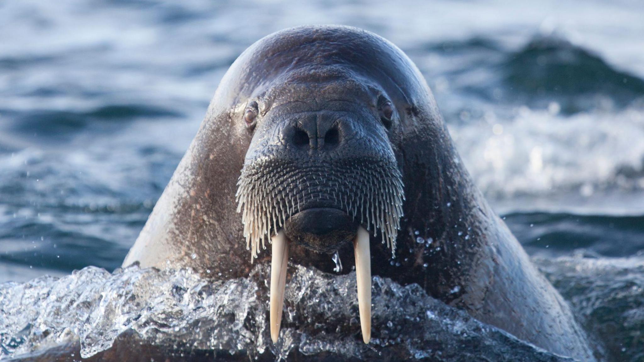 as walrus facing the camera head on in some water