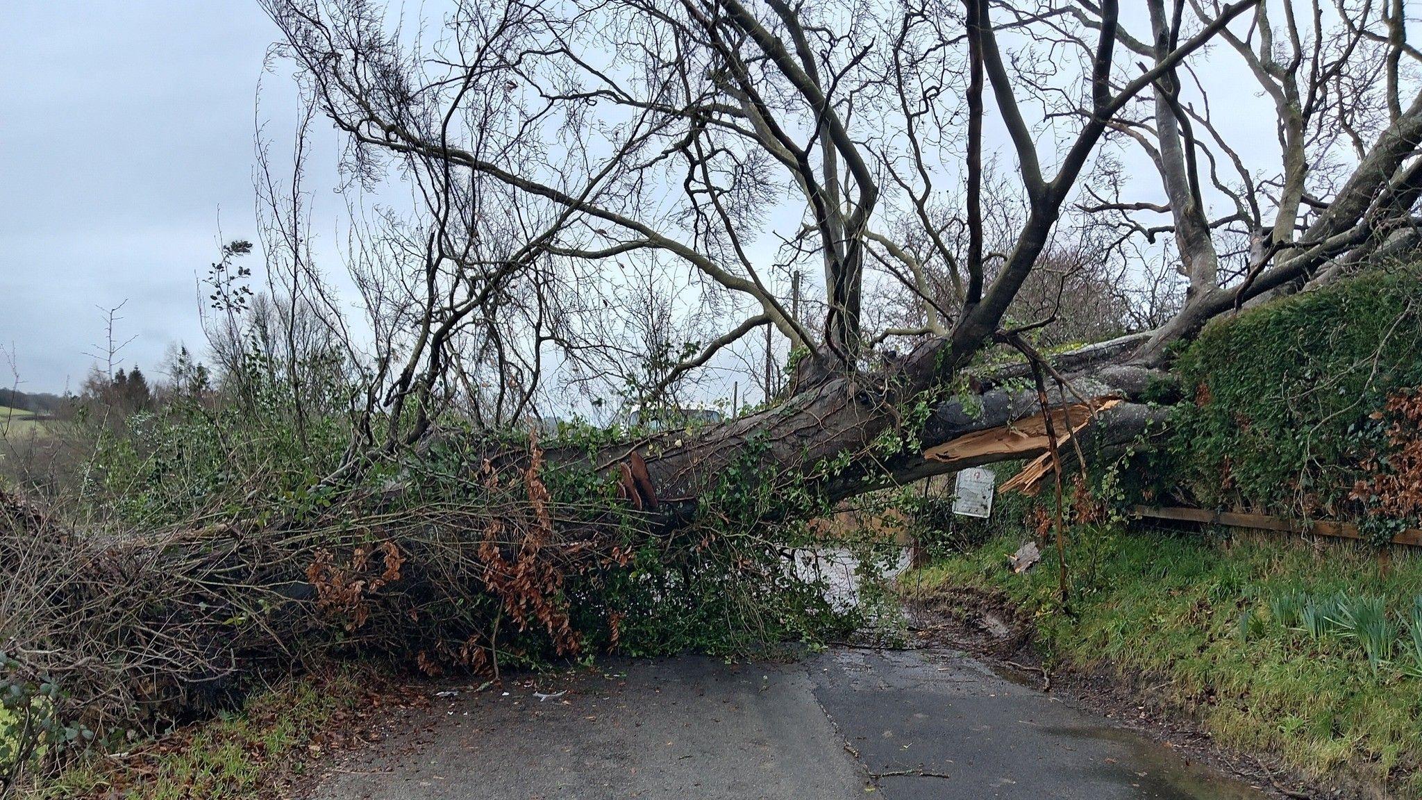 Coeden wedi'i chwythu gan y gwynt yn Llangeitho, Ceredigion