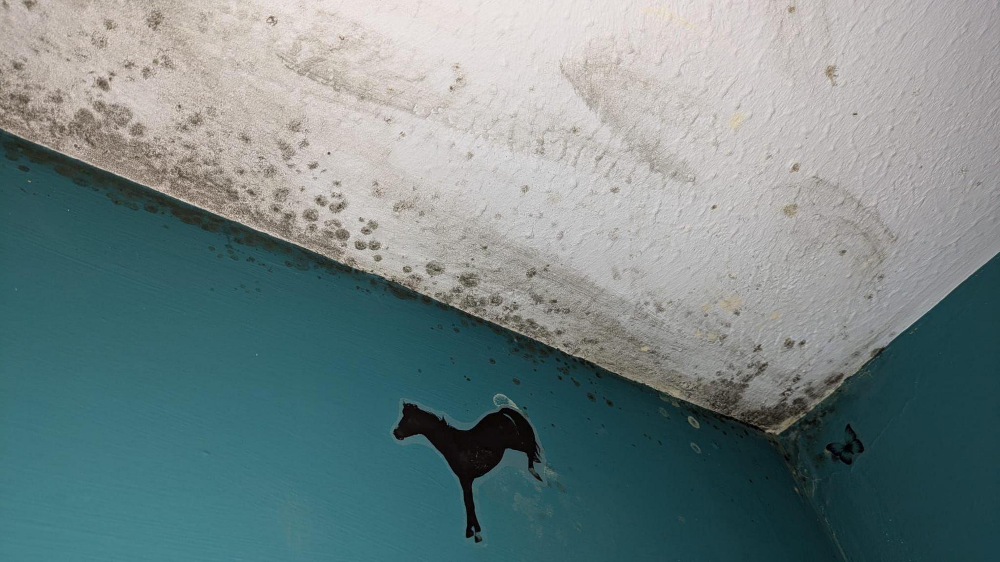 A children's bedroom wall with horse stickers on it is covered in mould. 