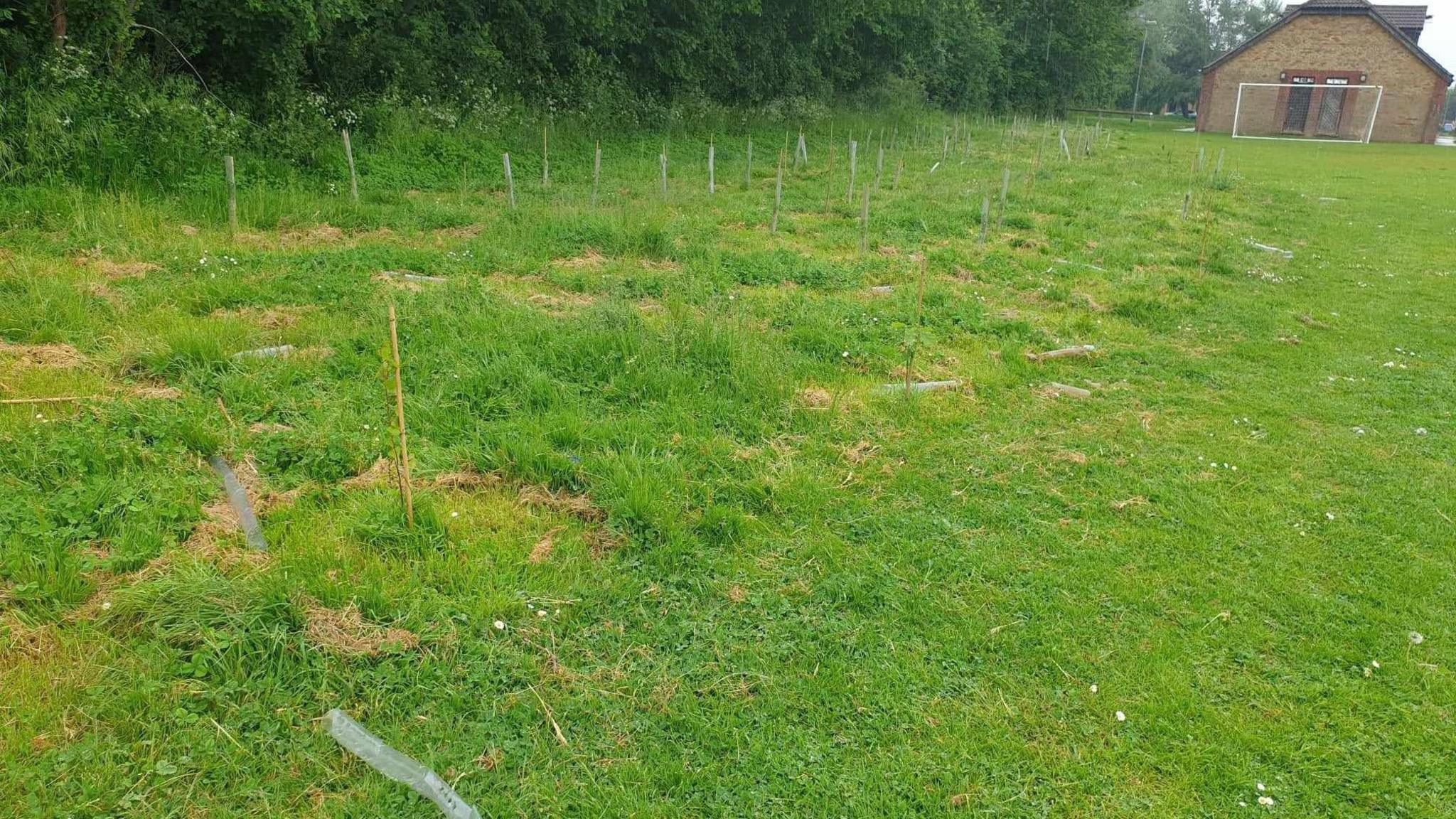 Image of the saplings in Sapley Park in Huntingdon