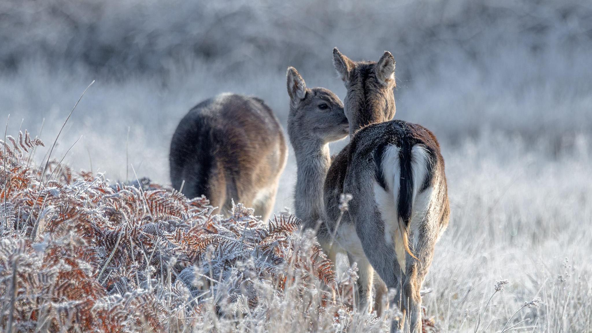 Three deers on a frosty white field in Lyndhurst, Hampshire.