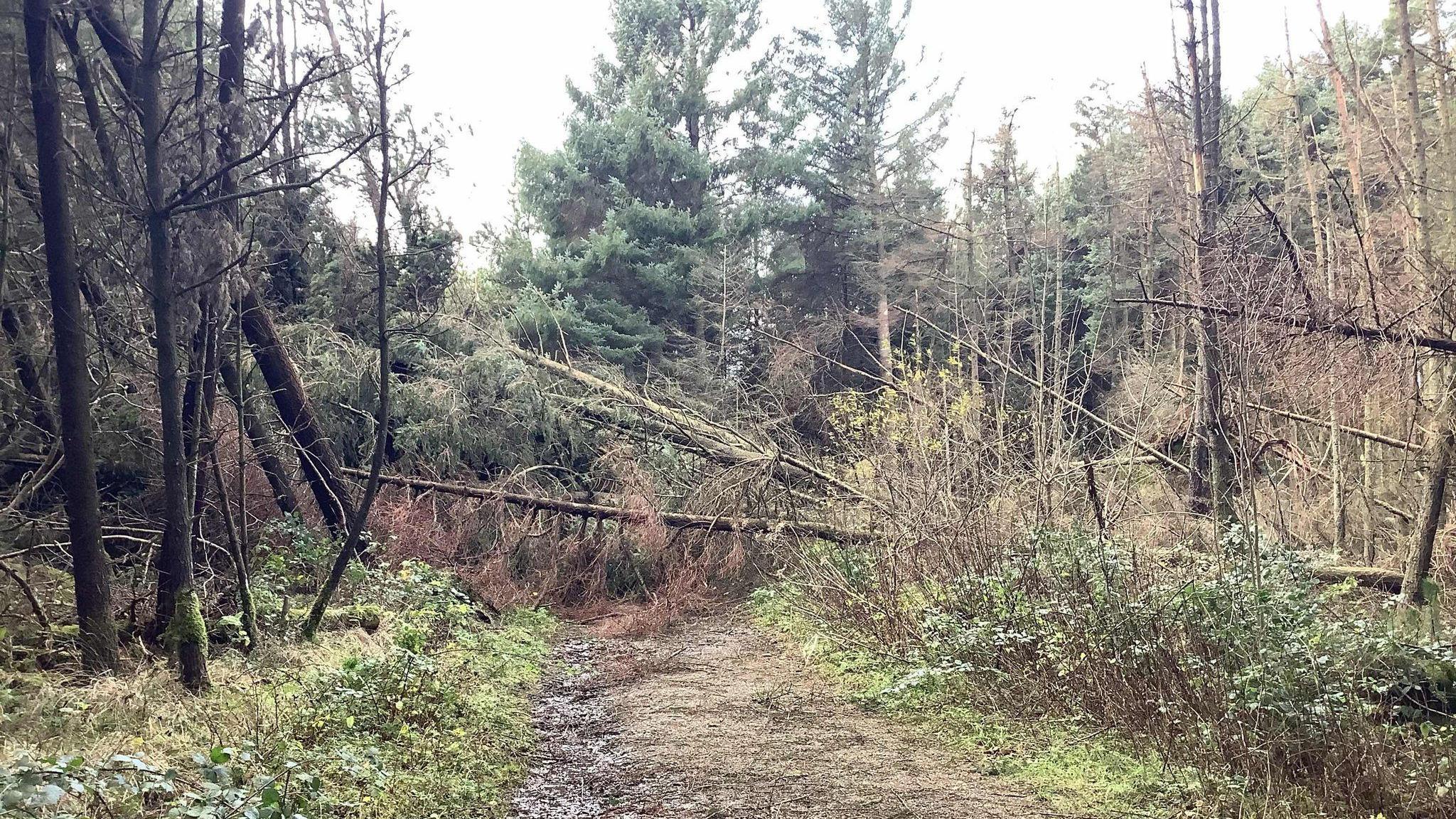 A number of fallen trees block the pathway in a plantation.