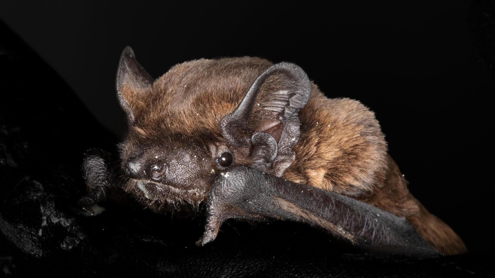 A close up picture of the rescued bat 