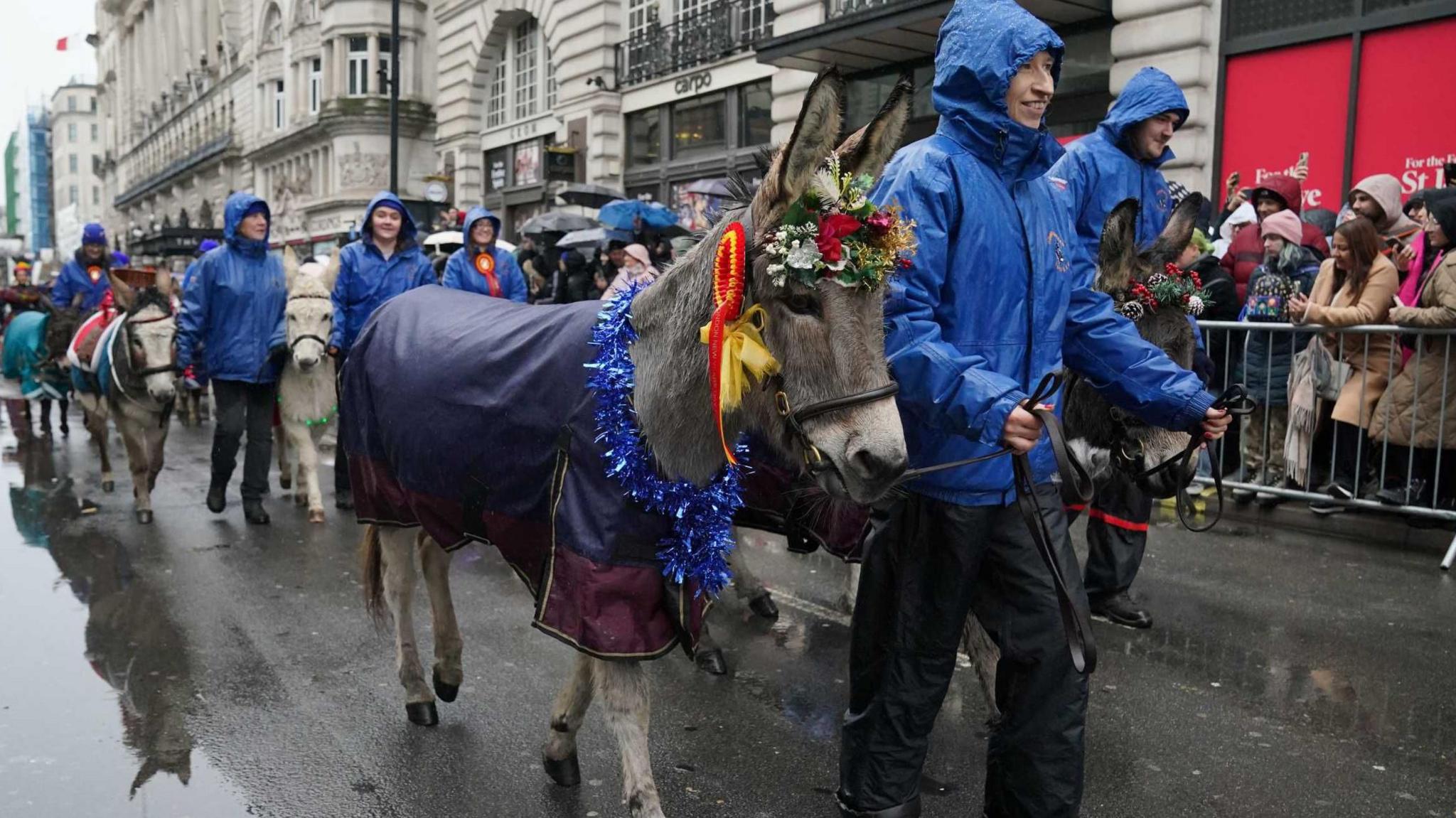 A grey donkey with a rosette and some flowers on its head is led on the parade by a man in a blue waterproof jacket. More donkeys are visible in the background. 