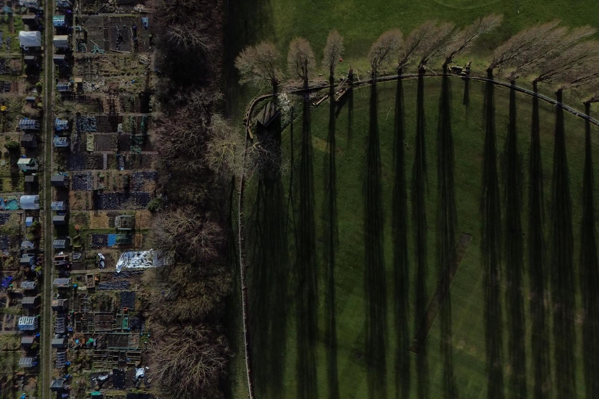 A picture taken with a drone shows shadows being cast in the evening sun by a line of poplar trees