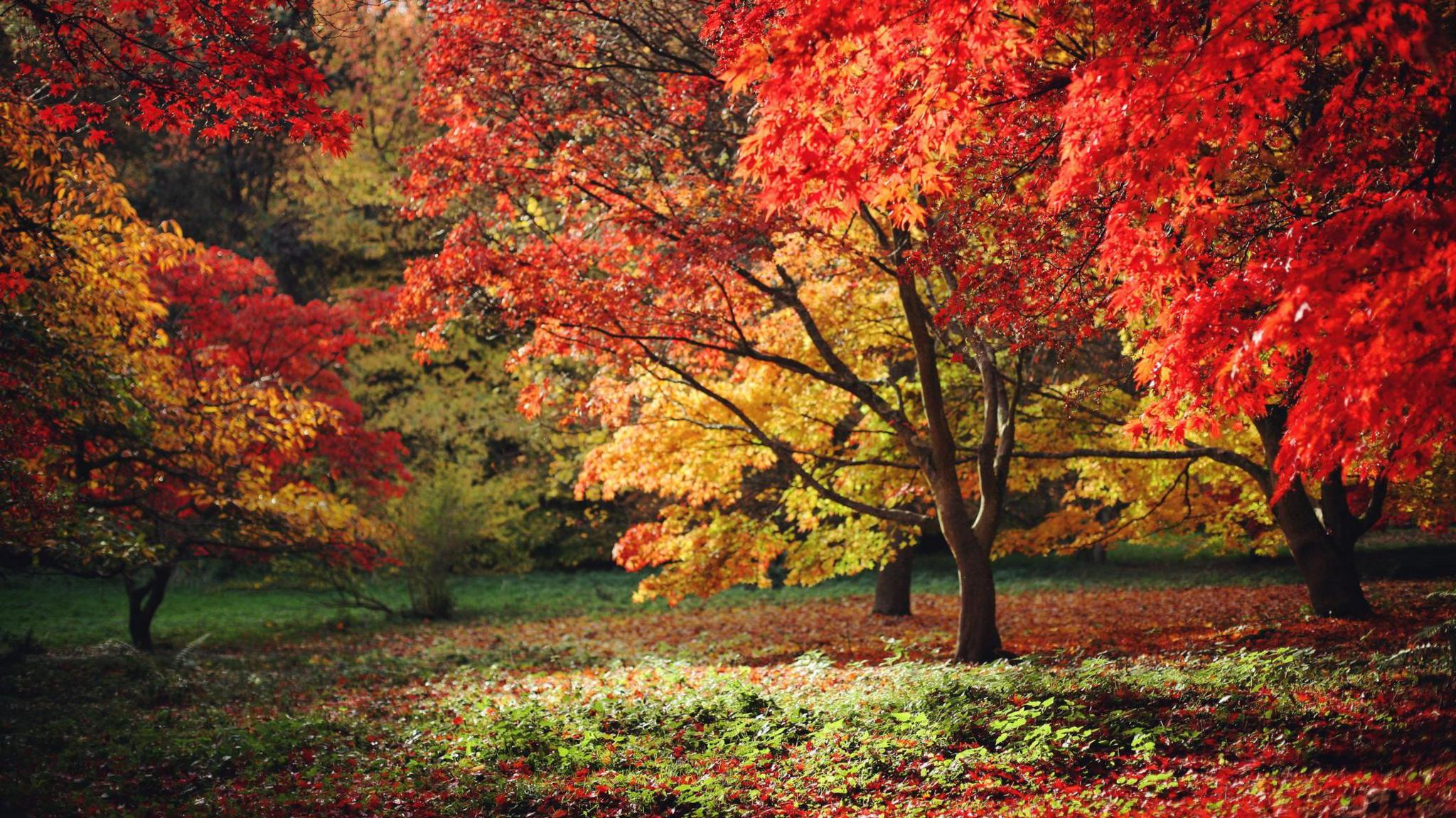 trees with read yellow and orange leaves in a grassy area of woodland