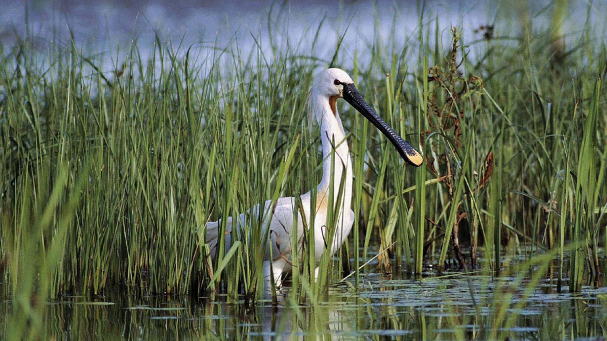 A white spoonbill sitting in water in marshes, with its long black bill.