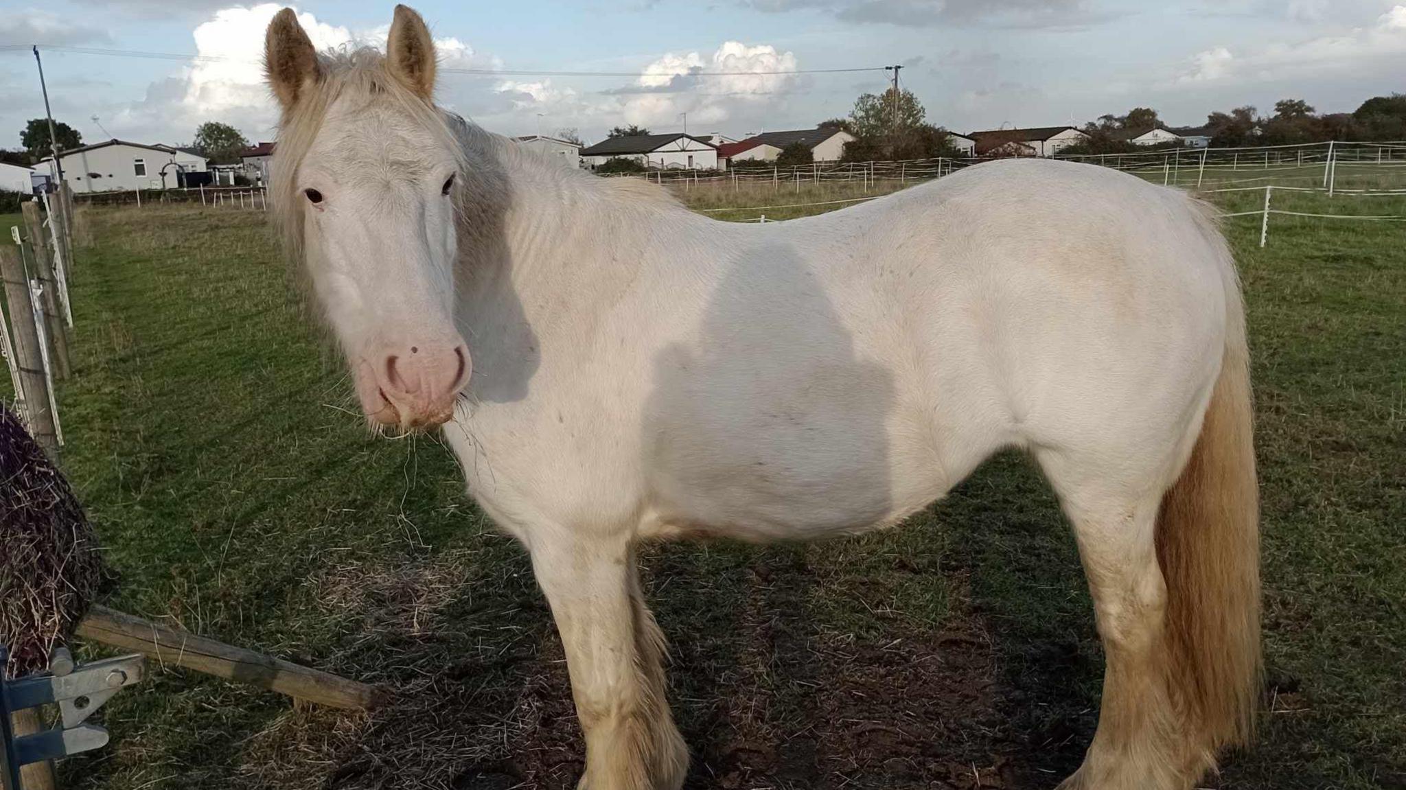 Millie the horse in her field