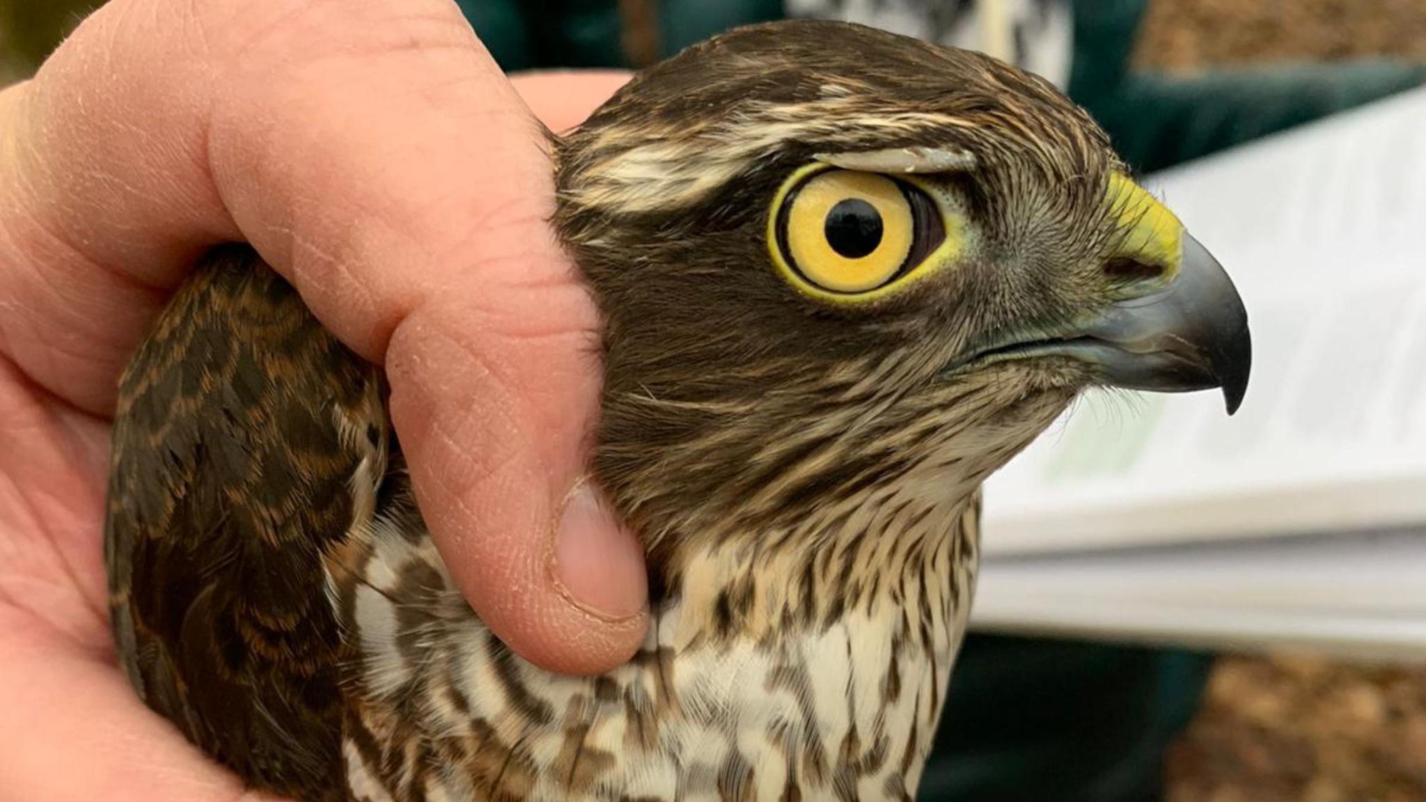 A close-up image of someone holding a sparrow hawk with bright yellow eyes.