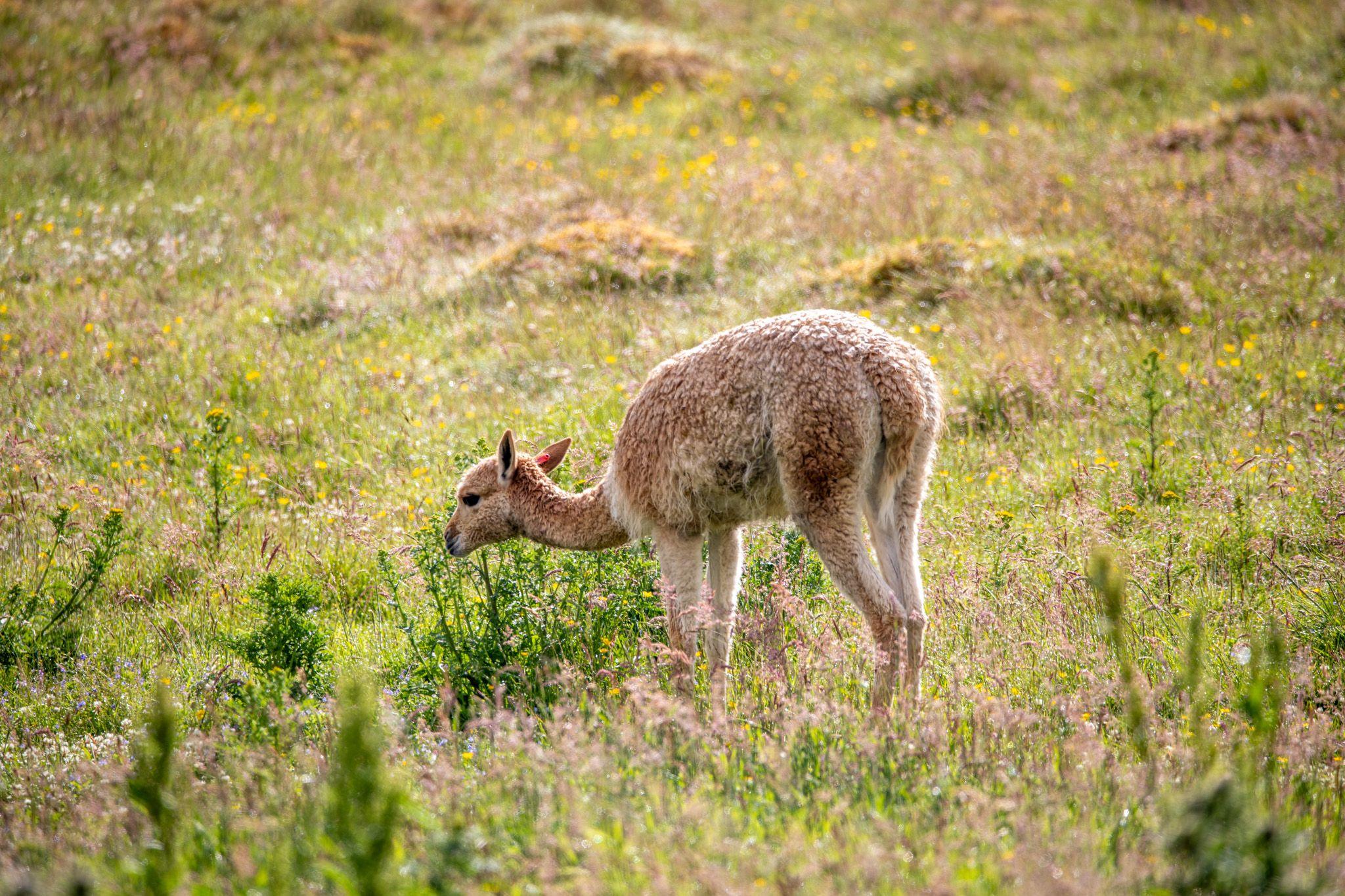 Baby vicuna or cria nibbling at something in a field full of grass and wild plants. 