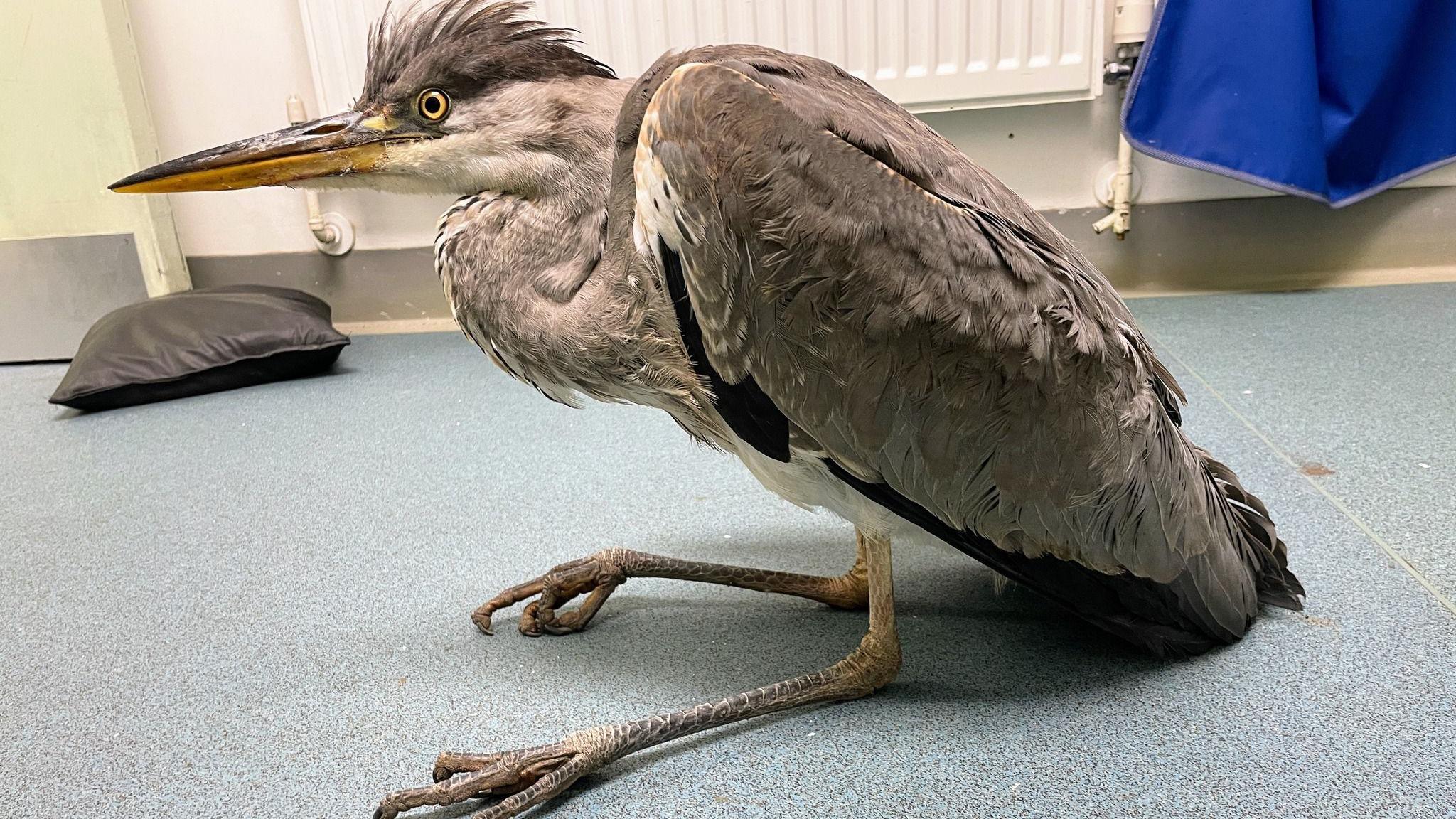 A heron, a bird with a long beak and thin legs, sat on the floor of an examination room