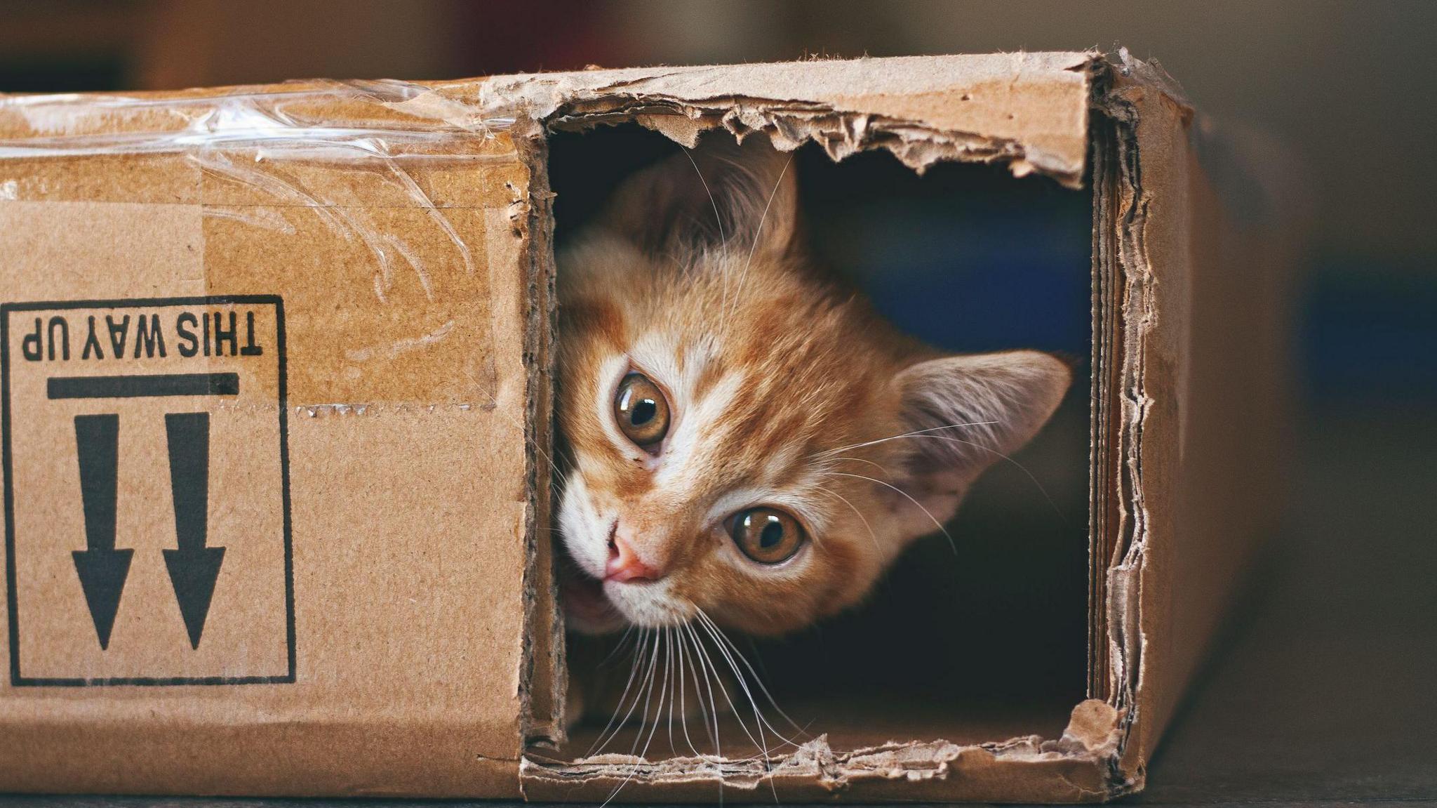 Ginger kitten playing with a cardboard box