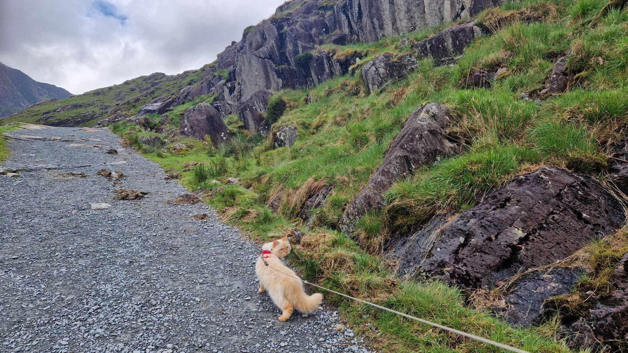 A light brown-furred Persian cat on a lead on a mountain path. It is looking back towards the direction of the lead. It's a cloudy day.